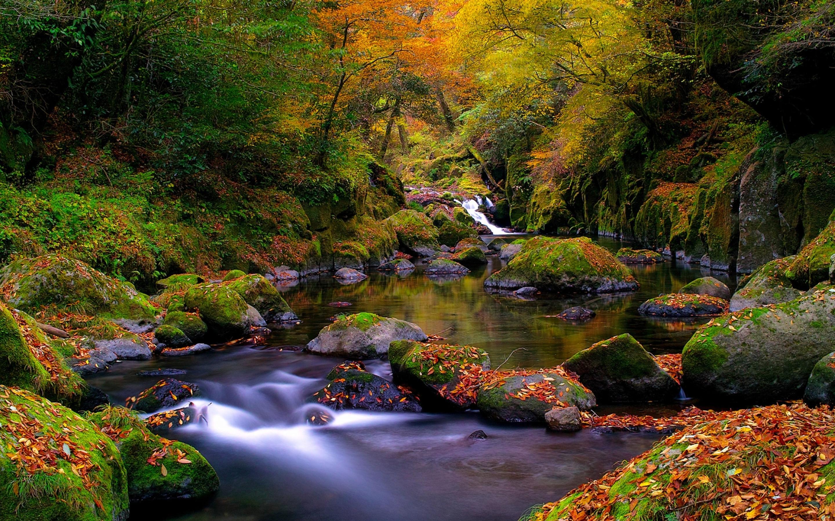 A beautiful autumn landscape in the forest