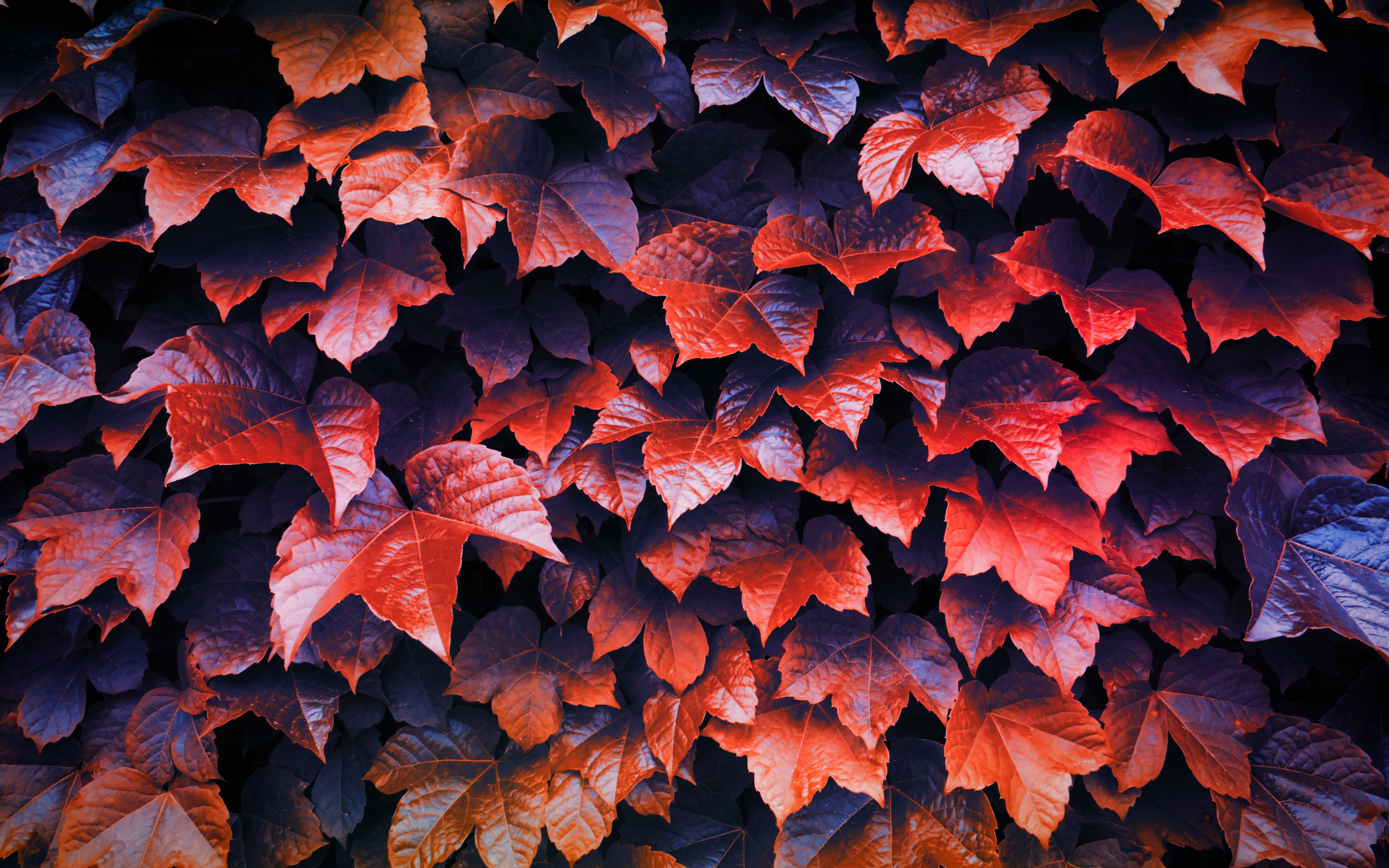 Autumn Leaves 4k Macbook Pro Retina HD 4k Wallpaper, Image, Background, Photo and Picture