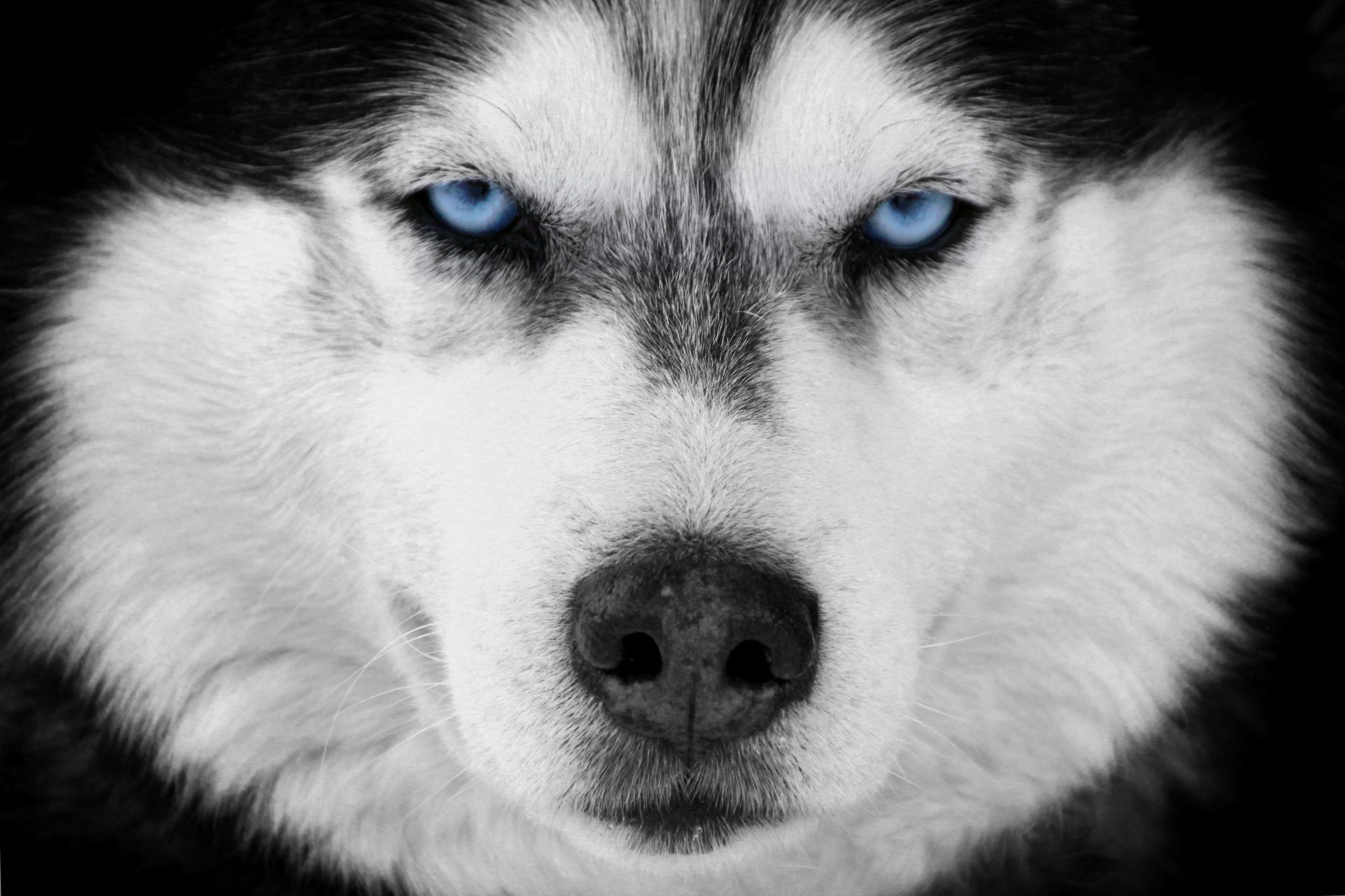 Dog Blue Eyes Wallpapers - Wallpaper Cave