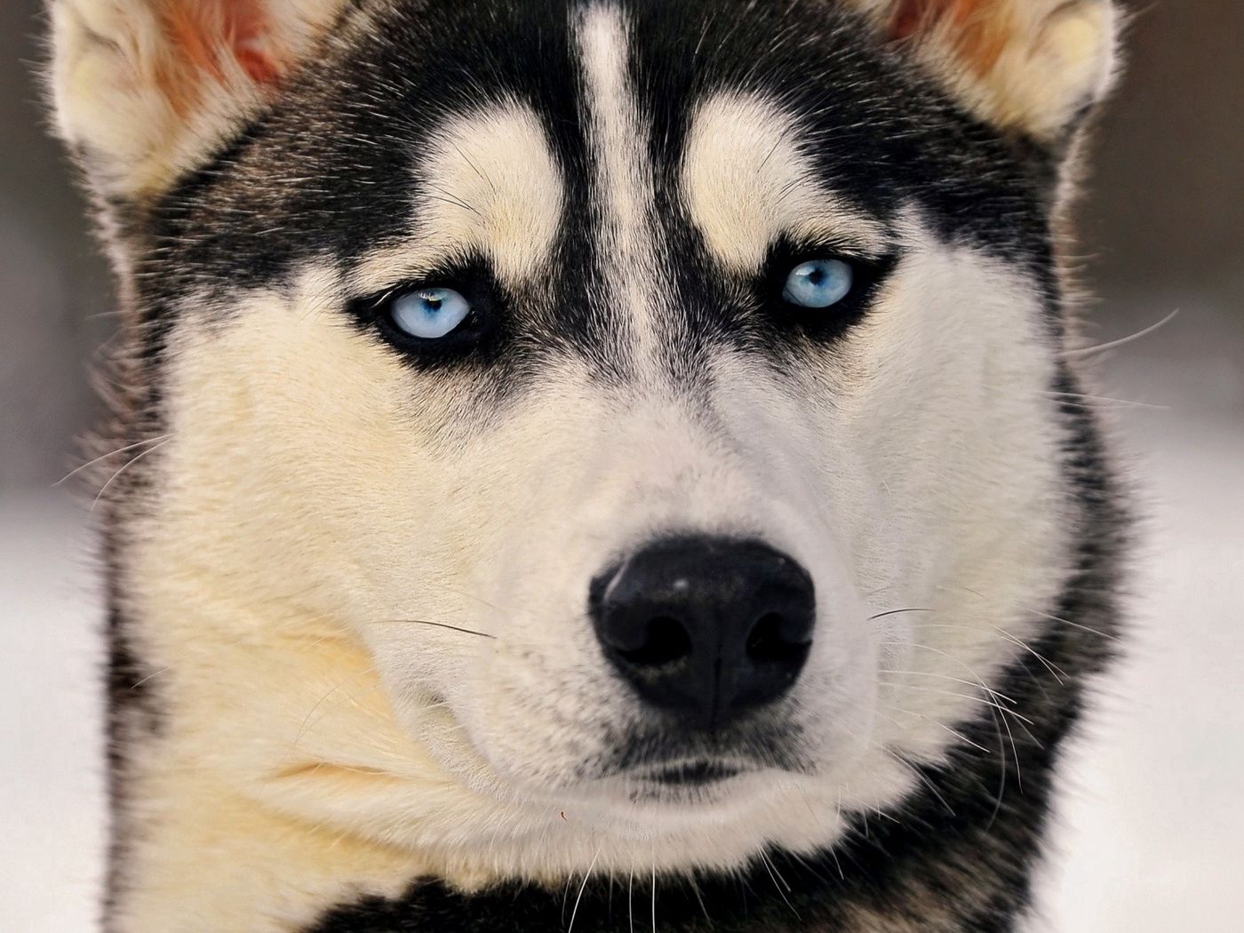 Dog Blue Eyes Wallpapers - Wallpaper Cave