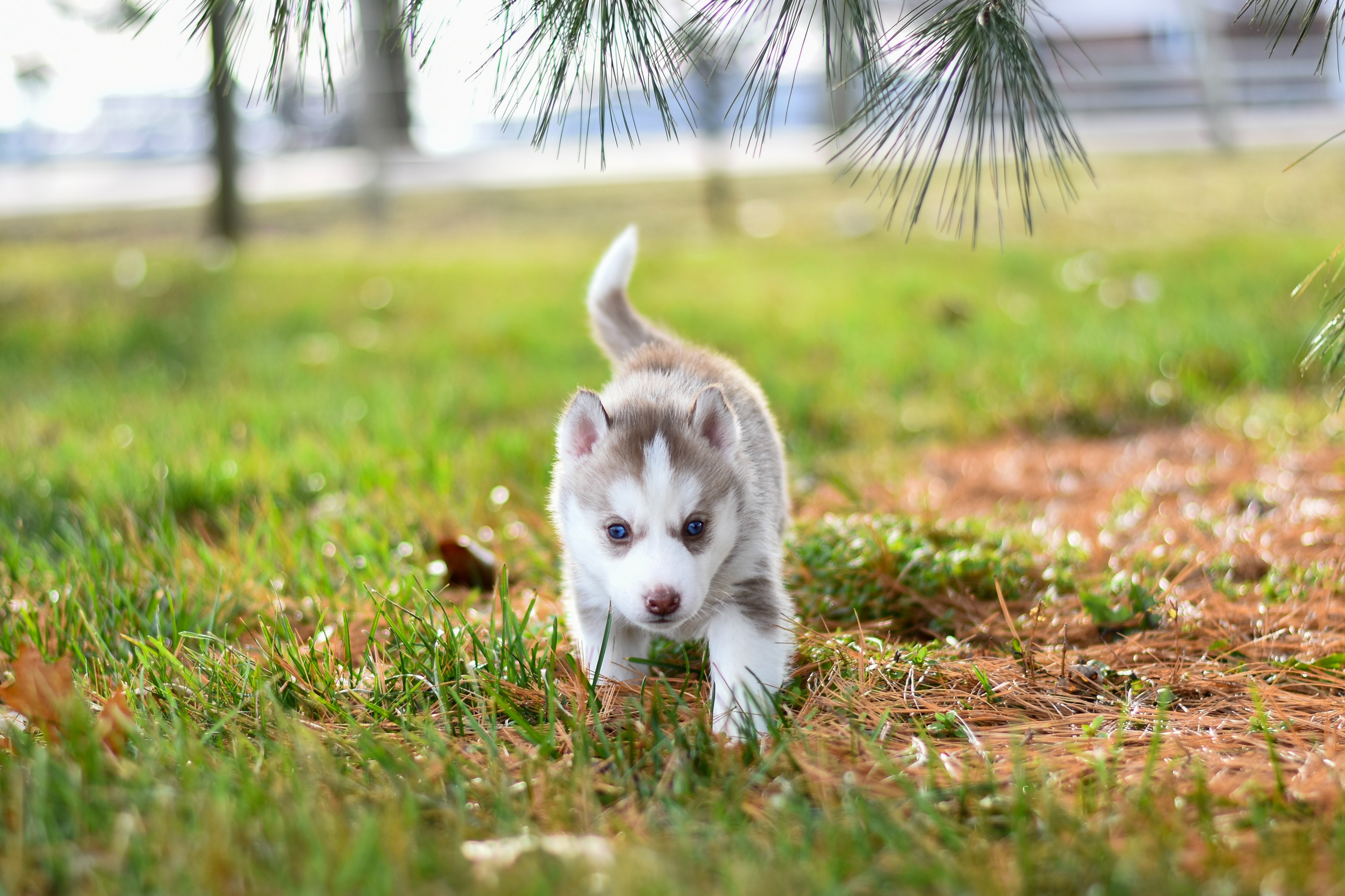 Cute Husky Photo, Download The BEST Free Cute Husky & HD Image