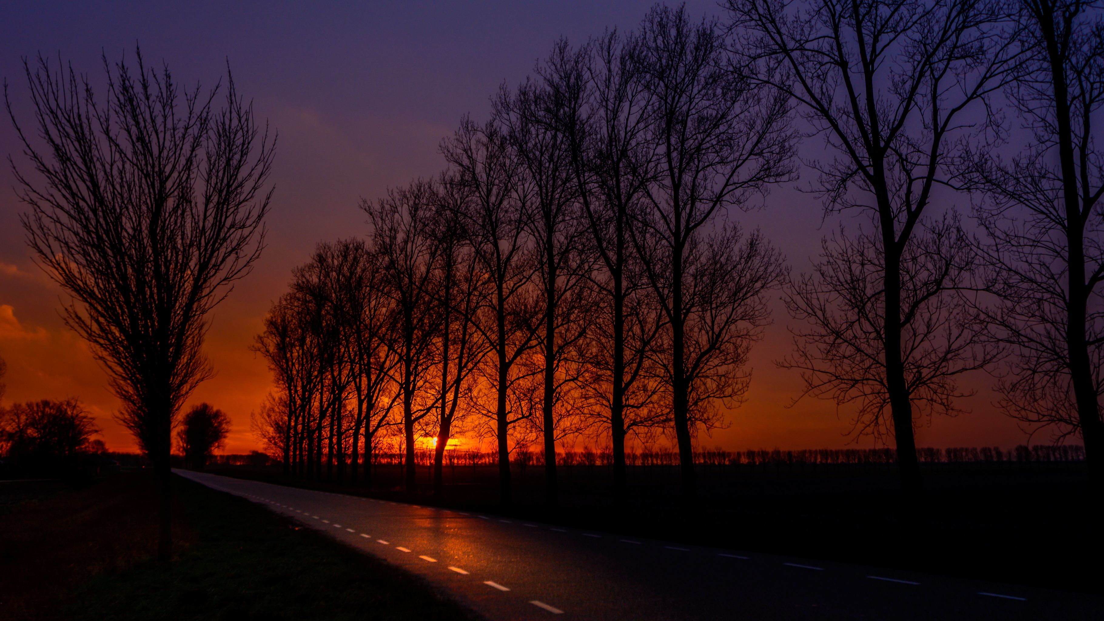 Tree Silhouettes on Sunset Road