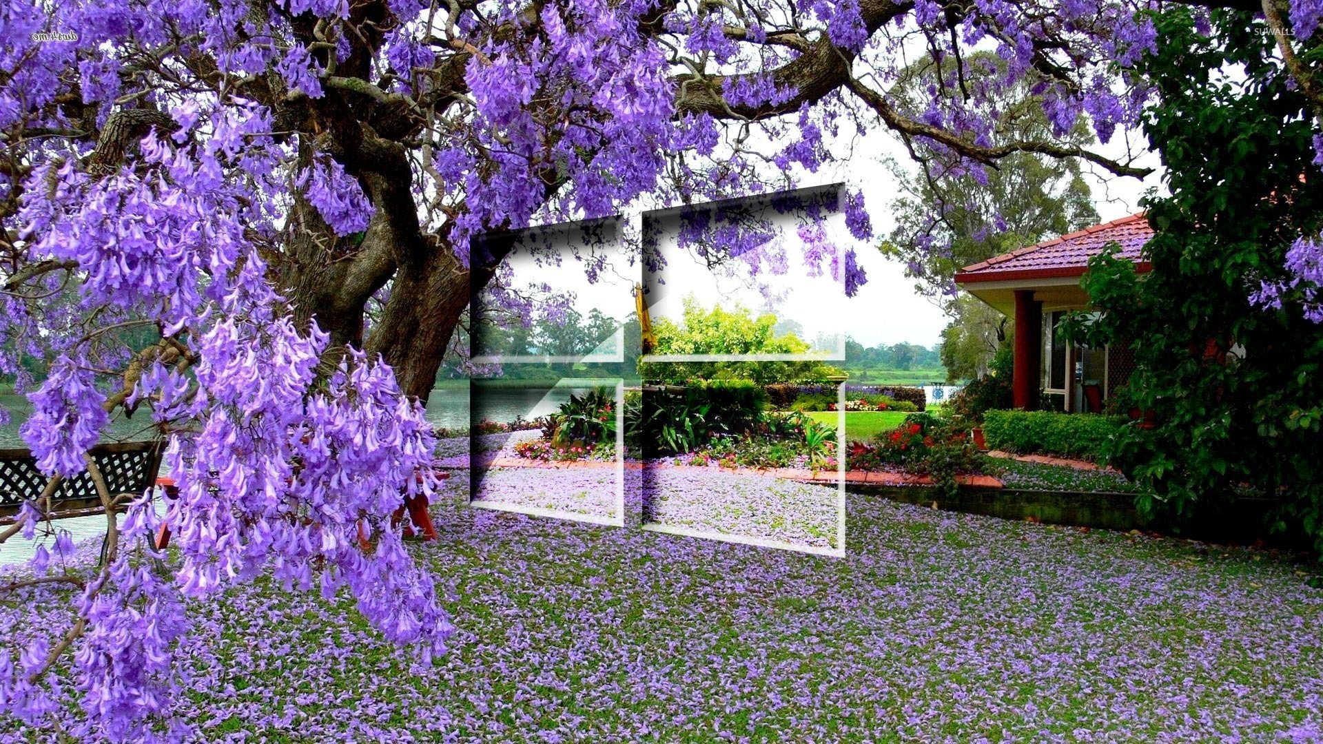 Windows 10 on the purple blossoms [3] wallpaper wallpaper