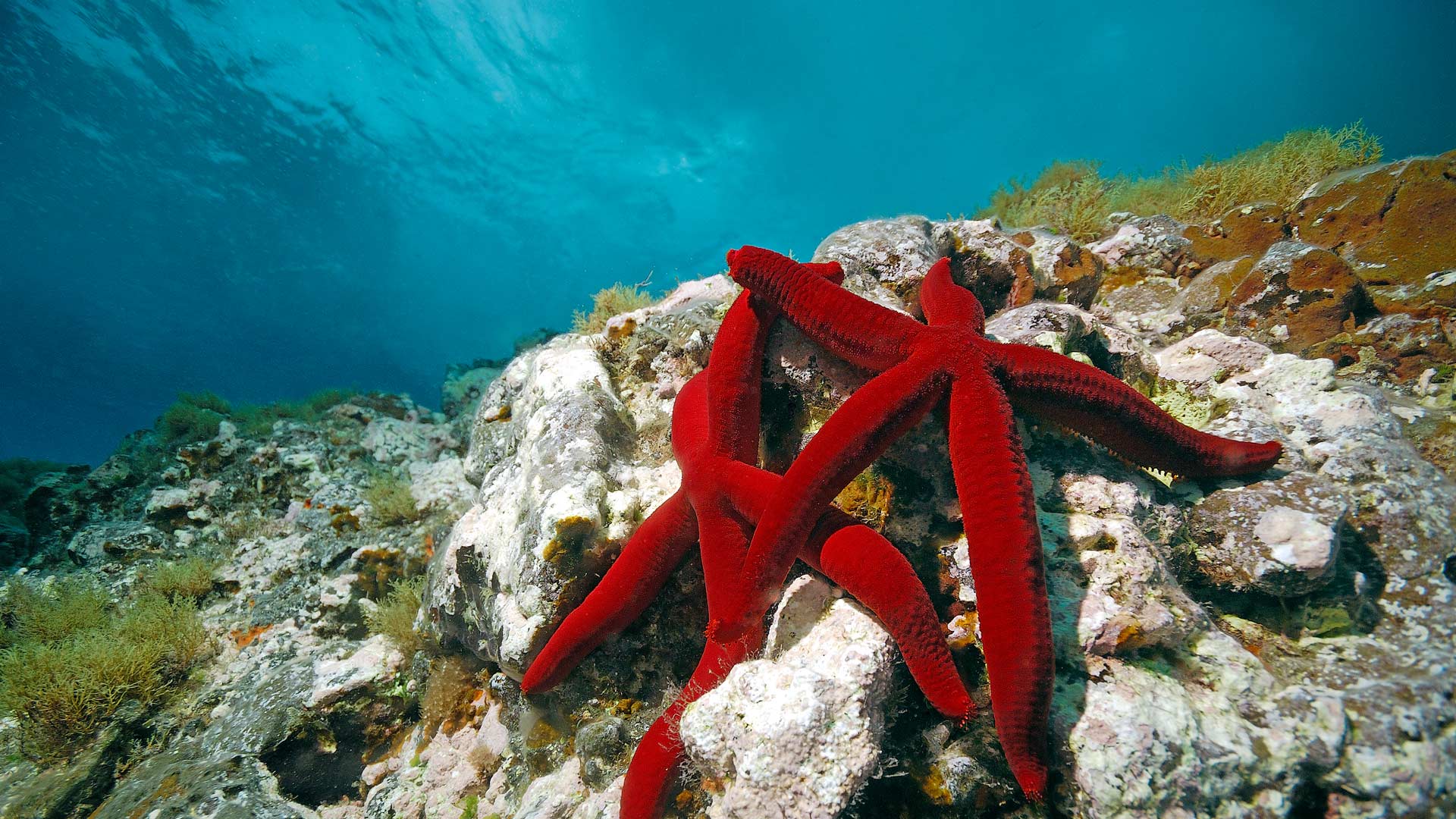 Mediterranean red sea stars wallpaper