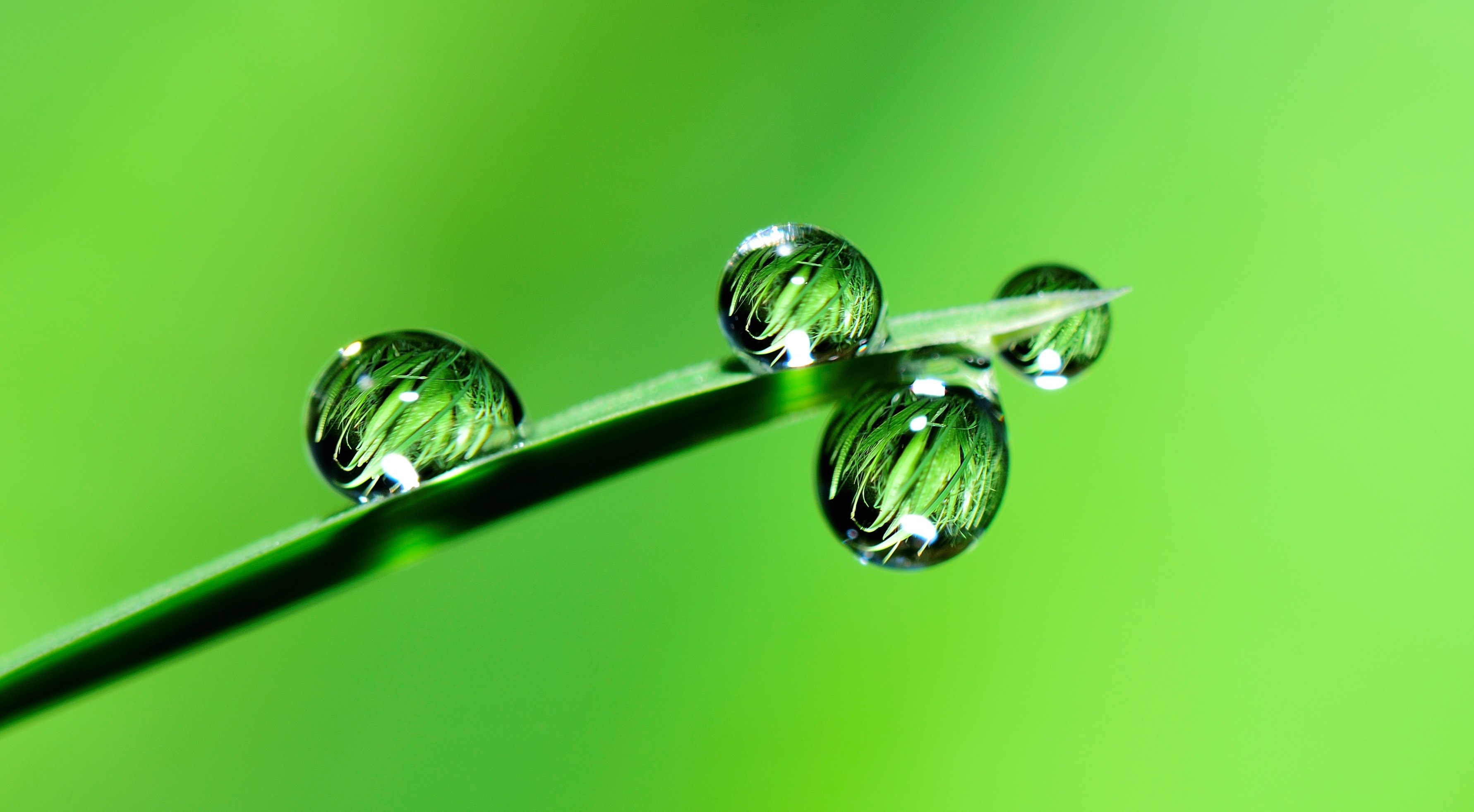 Wallpaper / water priroda drops rain 4k wallpaper free download