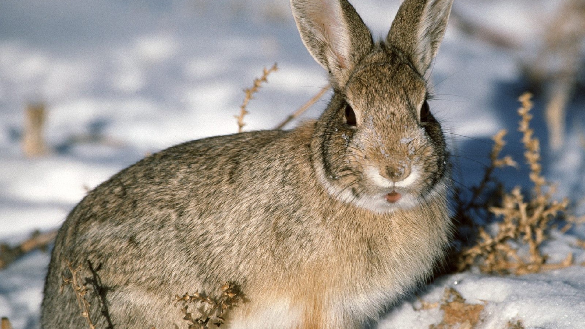 What's up, doc? How rabbits endure harsh winters