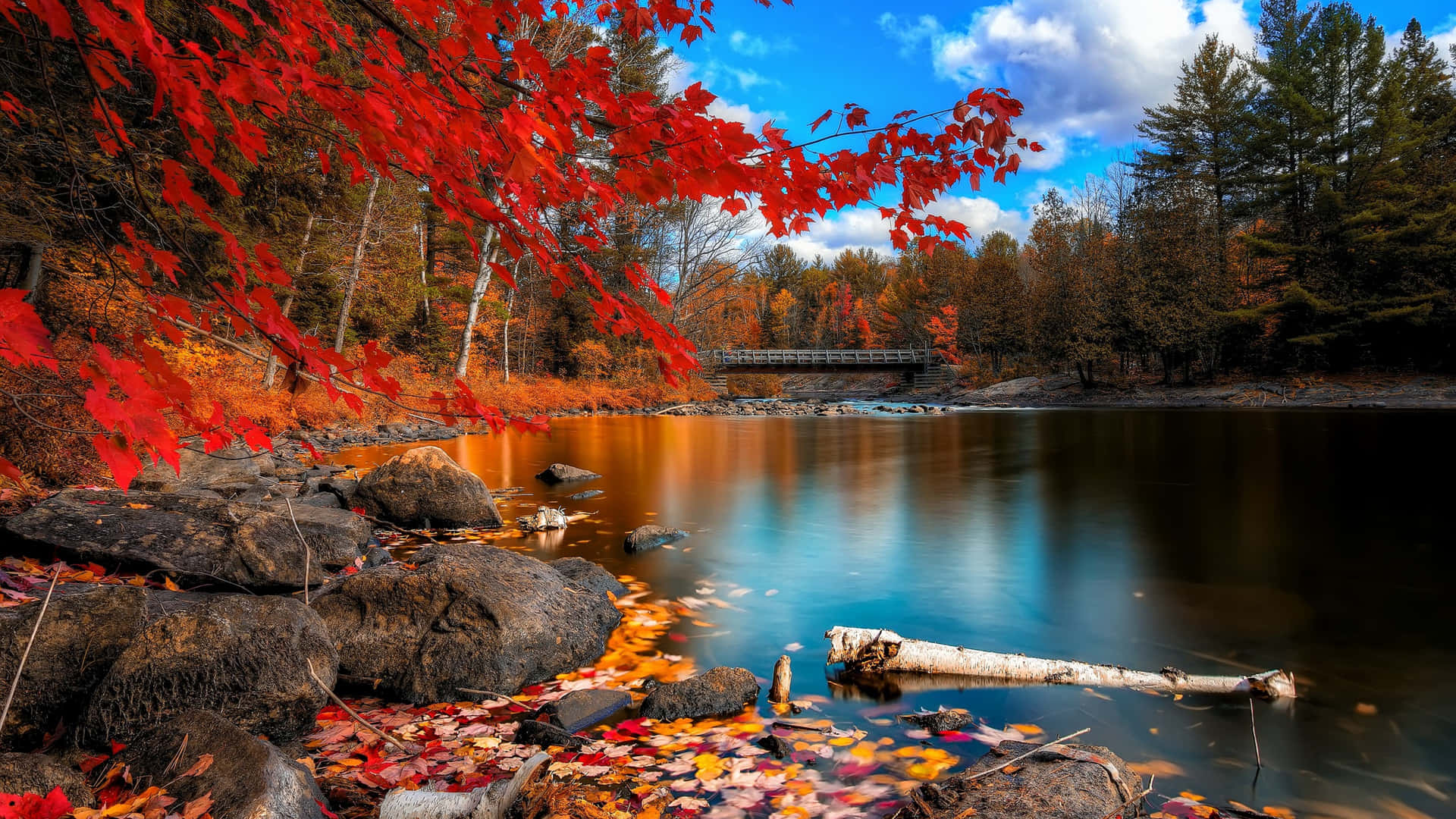 Fall Foliage Wallpaper