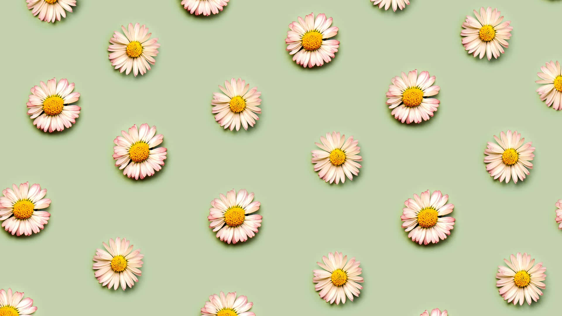 Sage Green Laptop Wallpaper