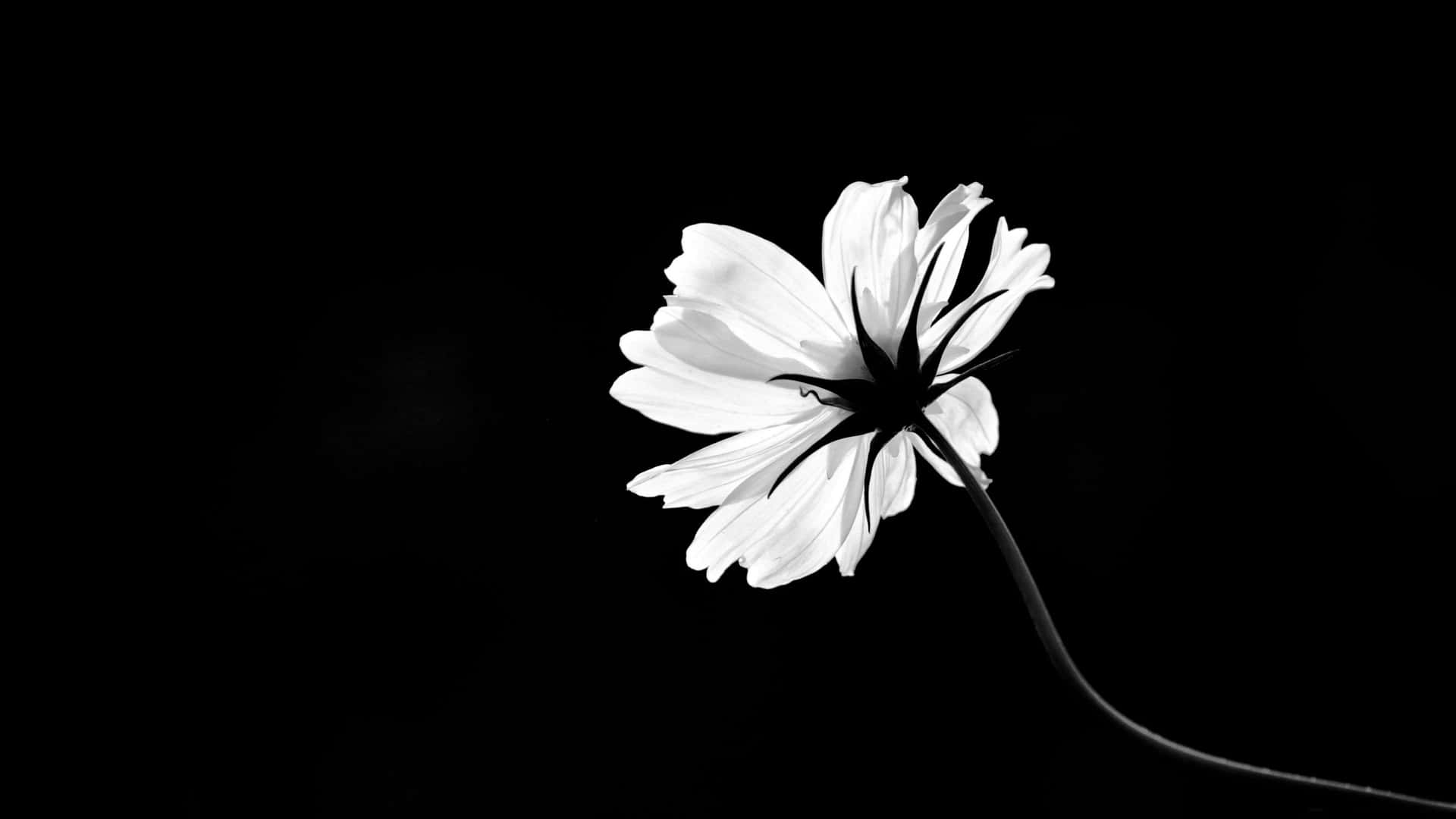 Download Experience the beauty of a unique combination of dark and light in the petals of these Flowers With Black. Wallpaper