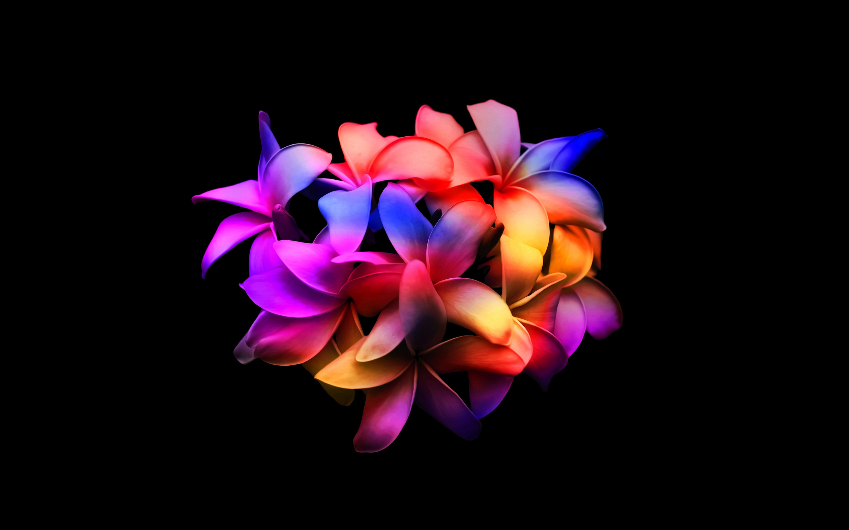 Plumeria flowers Wallpaper 4K, Colorful, Black background