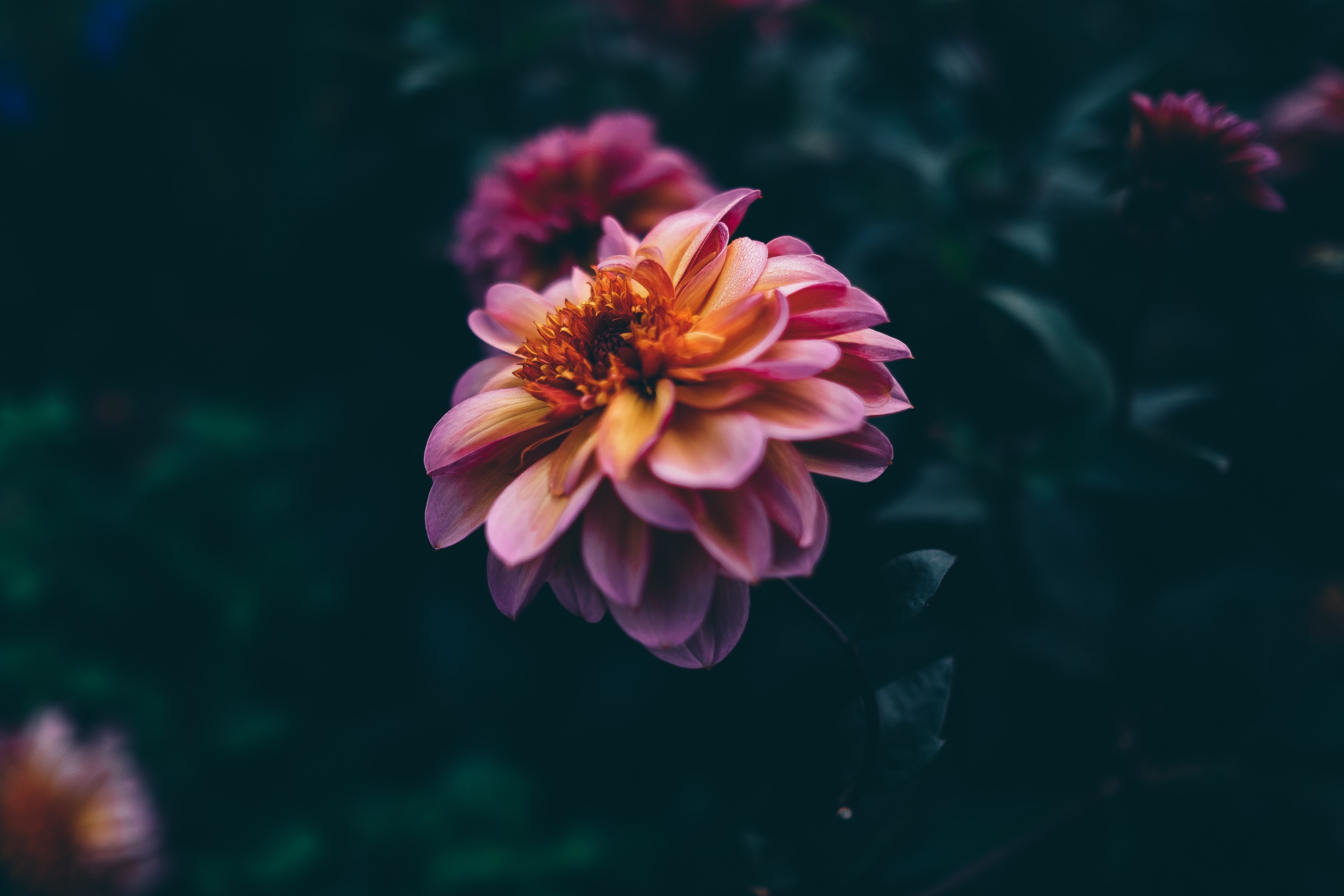 Flowers with Black Background. best free black, flower, petal, and dark photo