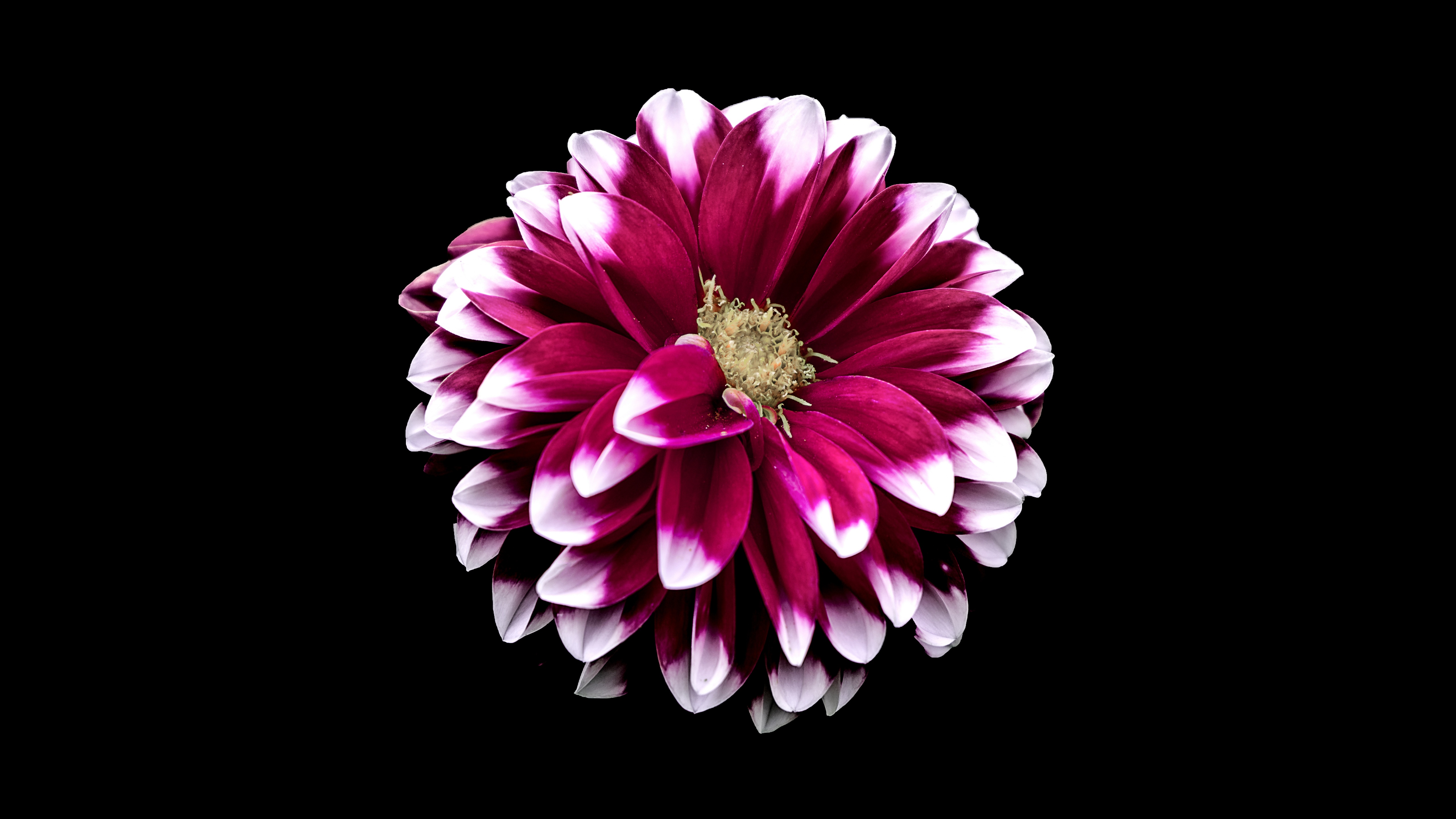 Dahlia flower Wallpaper 4K, Purple Red, Black background, 5K