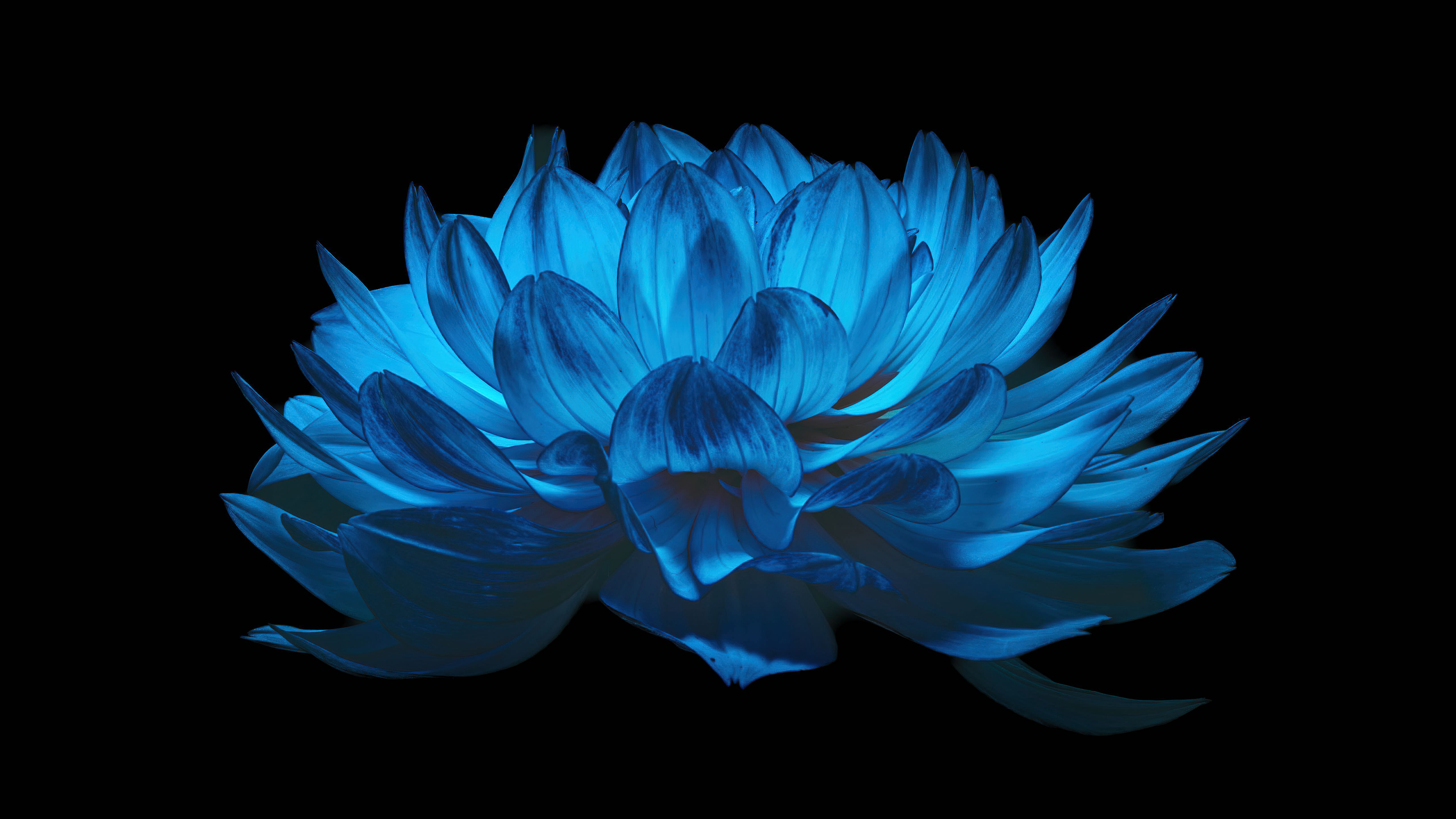 Dahlia flower Wallpaper 4K, AMOLED, Blue flower