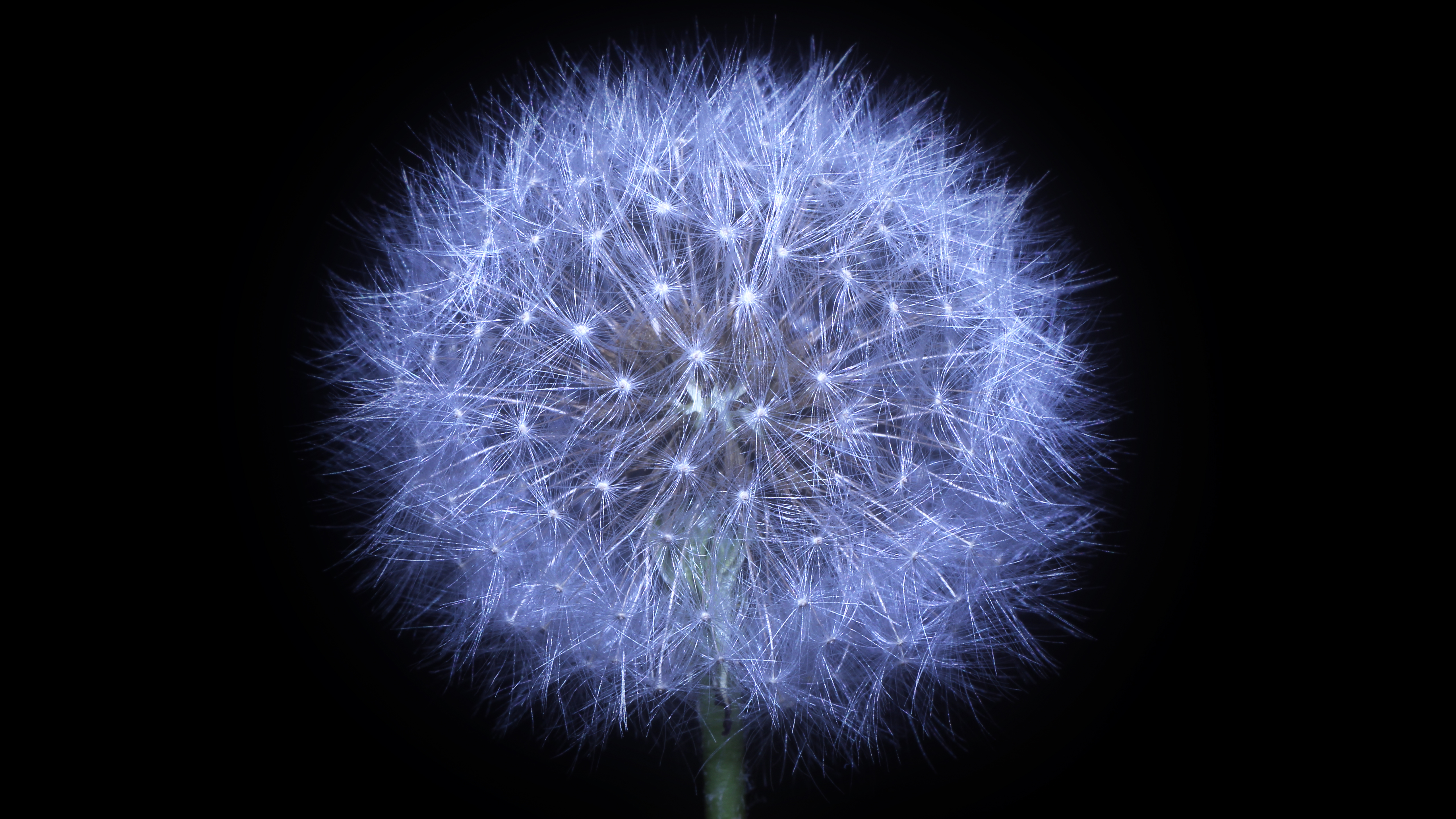 Dandelion flower Wallpaper 4K, Black background, AMOLED, 5K
