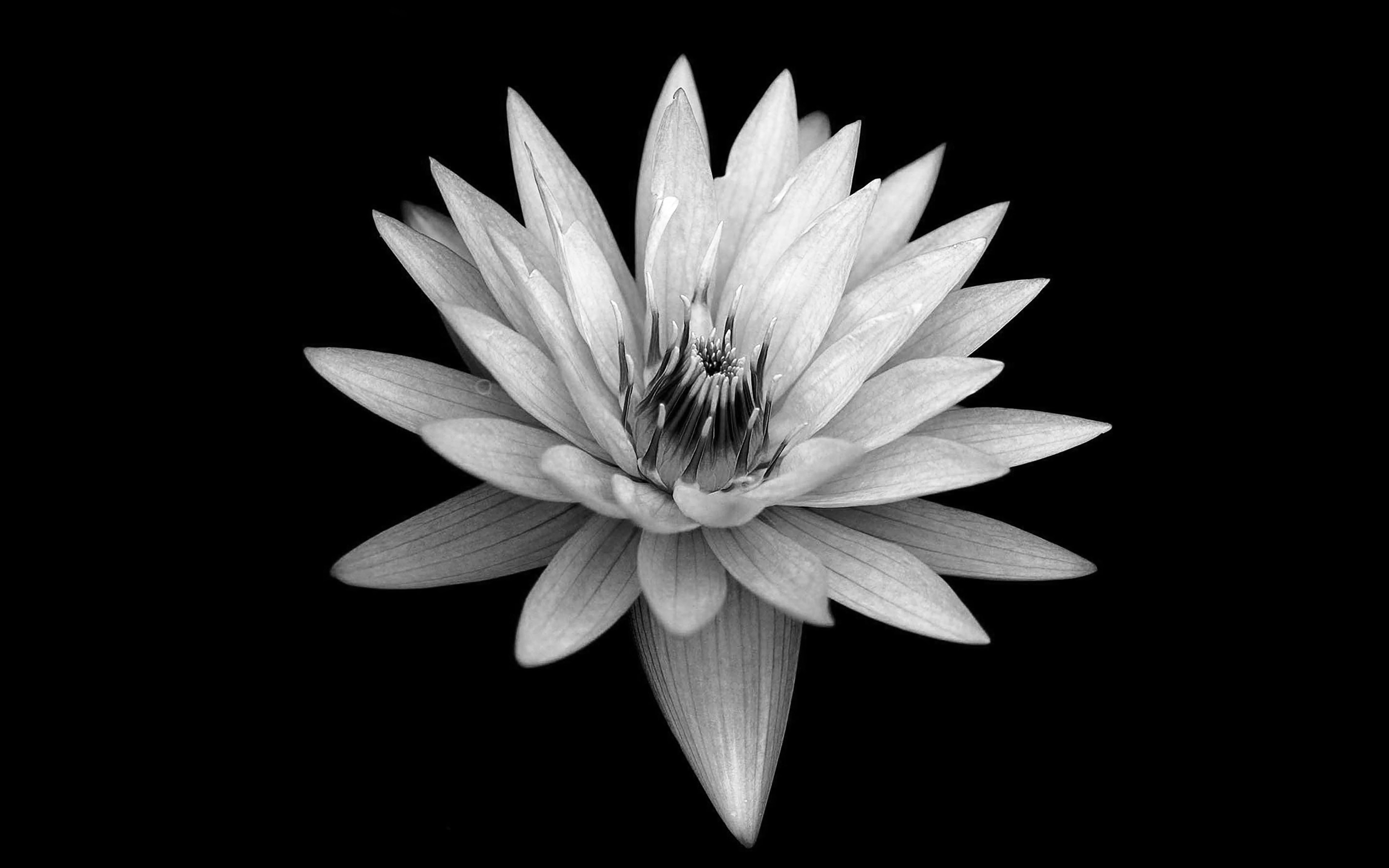 wallpaper for desktop, laptop. dark flower black xperia z background