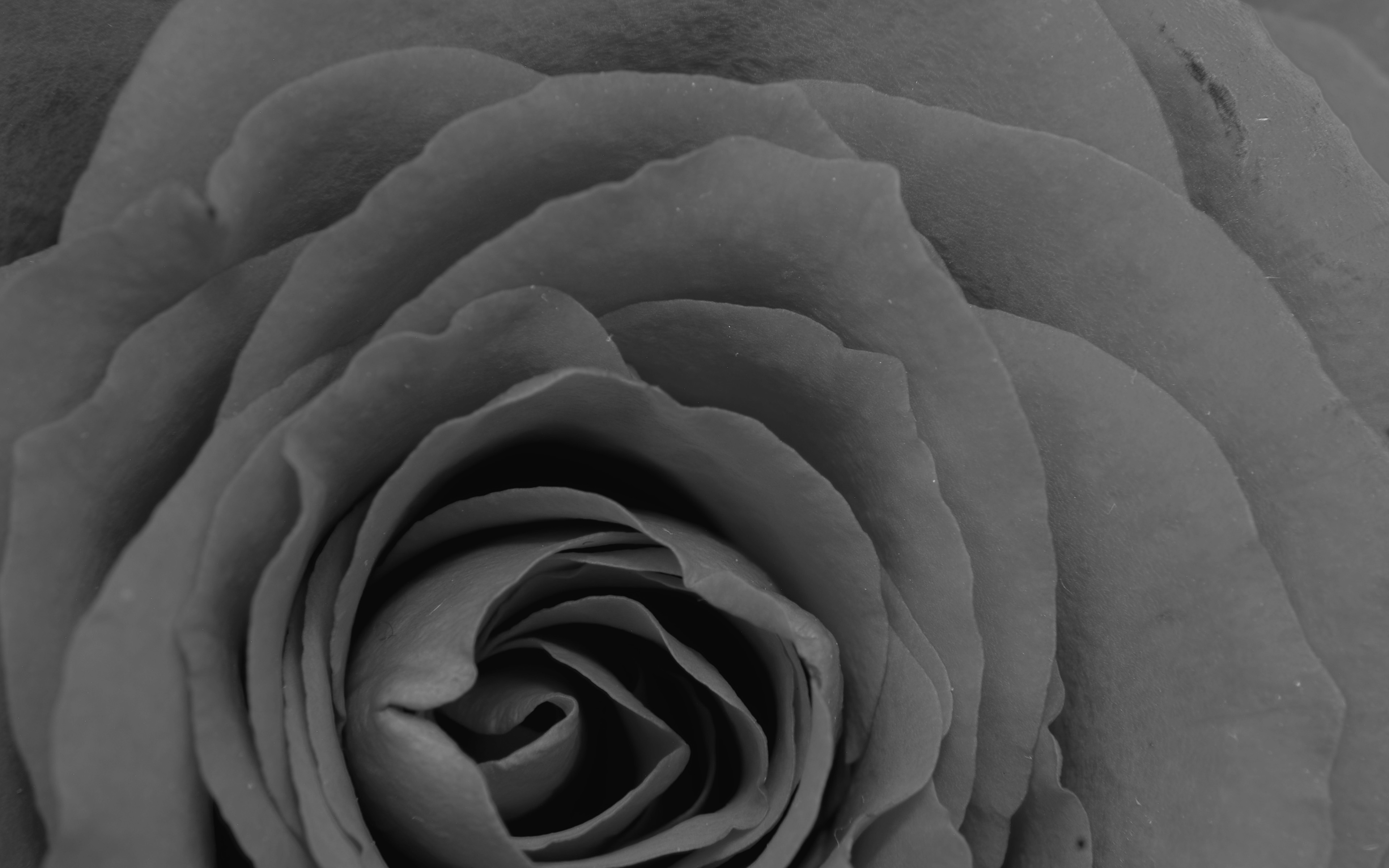 wallpaper for desktop, laptop. rose bw dark flower nature love
