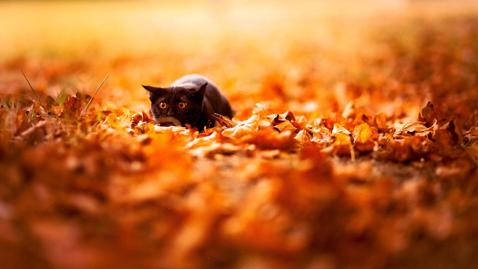 Cat Fall Desktop Wallpaper