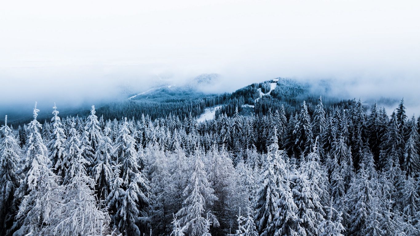 Download wallpaper 1366x768 winter, trees, fog, snow, aerial view, forest tablet, laptop HD background