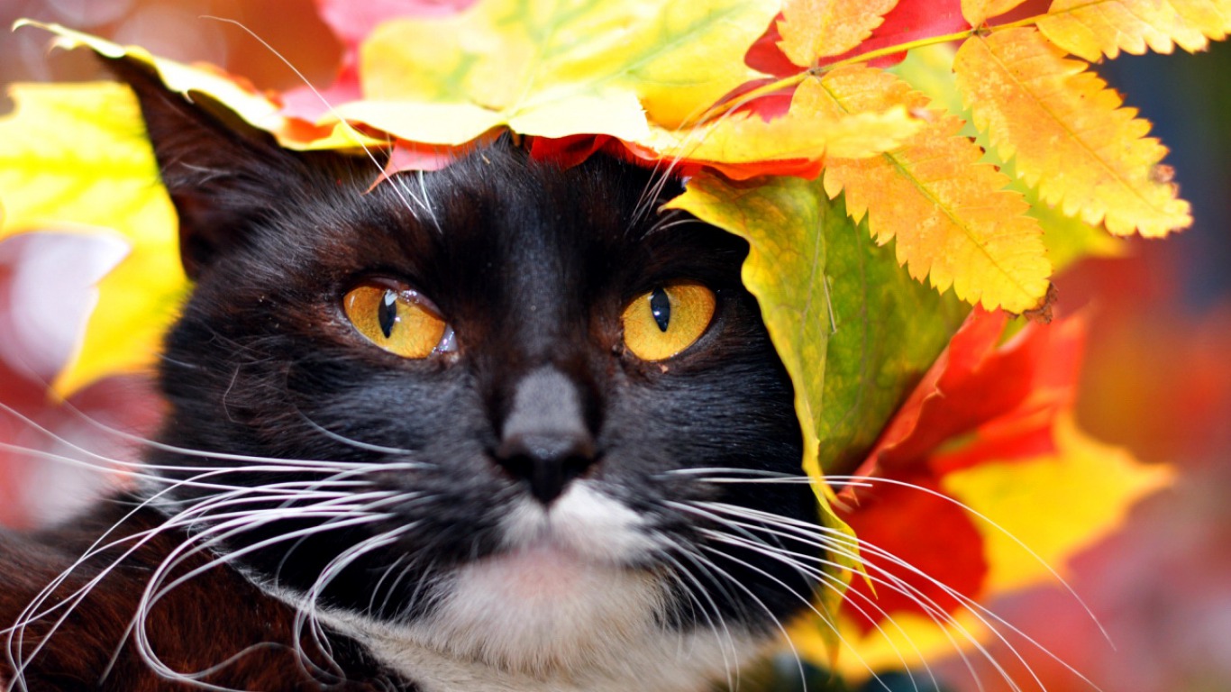 Autumn Whiskers: A Cat in Fall Colors