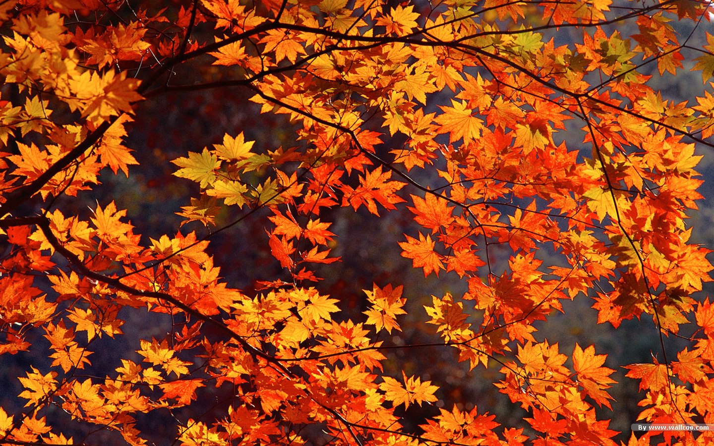 900+ Fall HD Wallpapers and Backgrounds