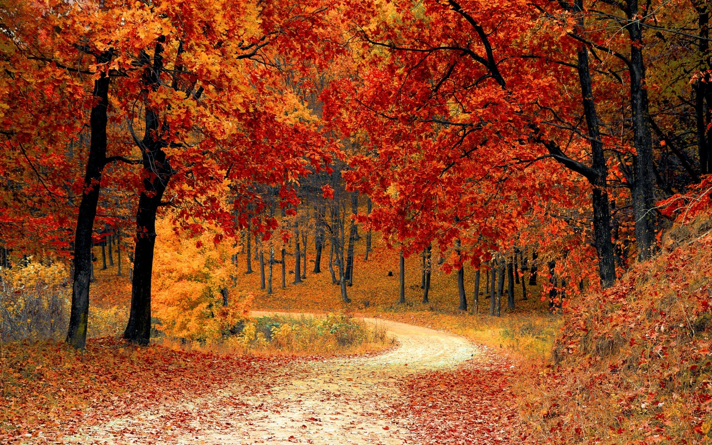 Autumn Wallpaper 4K, Red leaves, Forest, Pathway