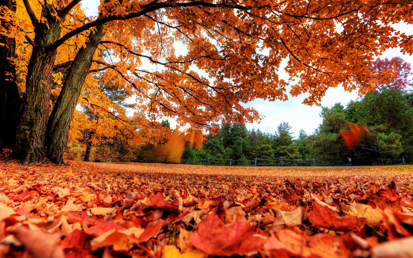 Autumn Maple Tree 1440 x 900 widescreen Wallpaper