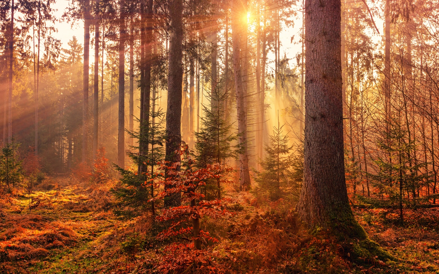 Fall Wallpaper 4K, Sunlight, Forest, Autumn