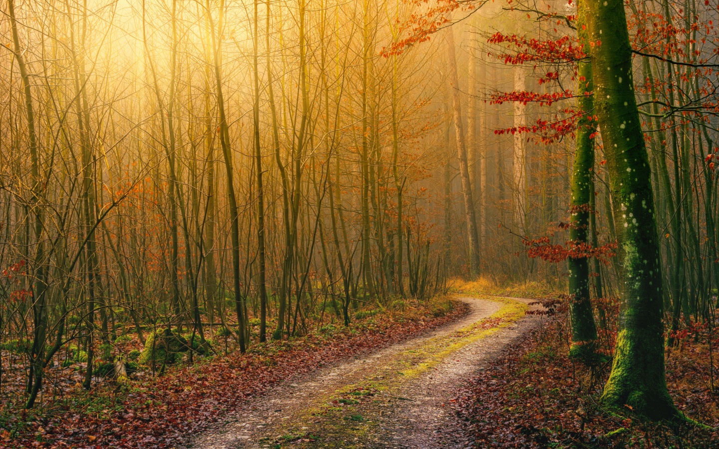 Autumn Wallpaper 4K, Wilderness, Dirt road, Forest