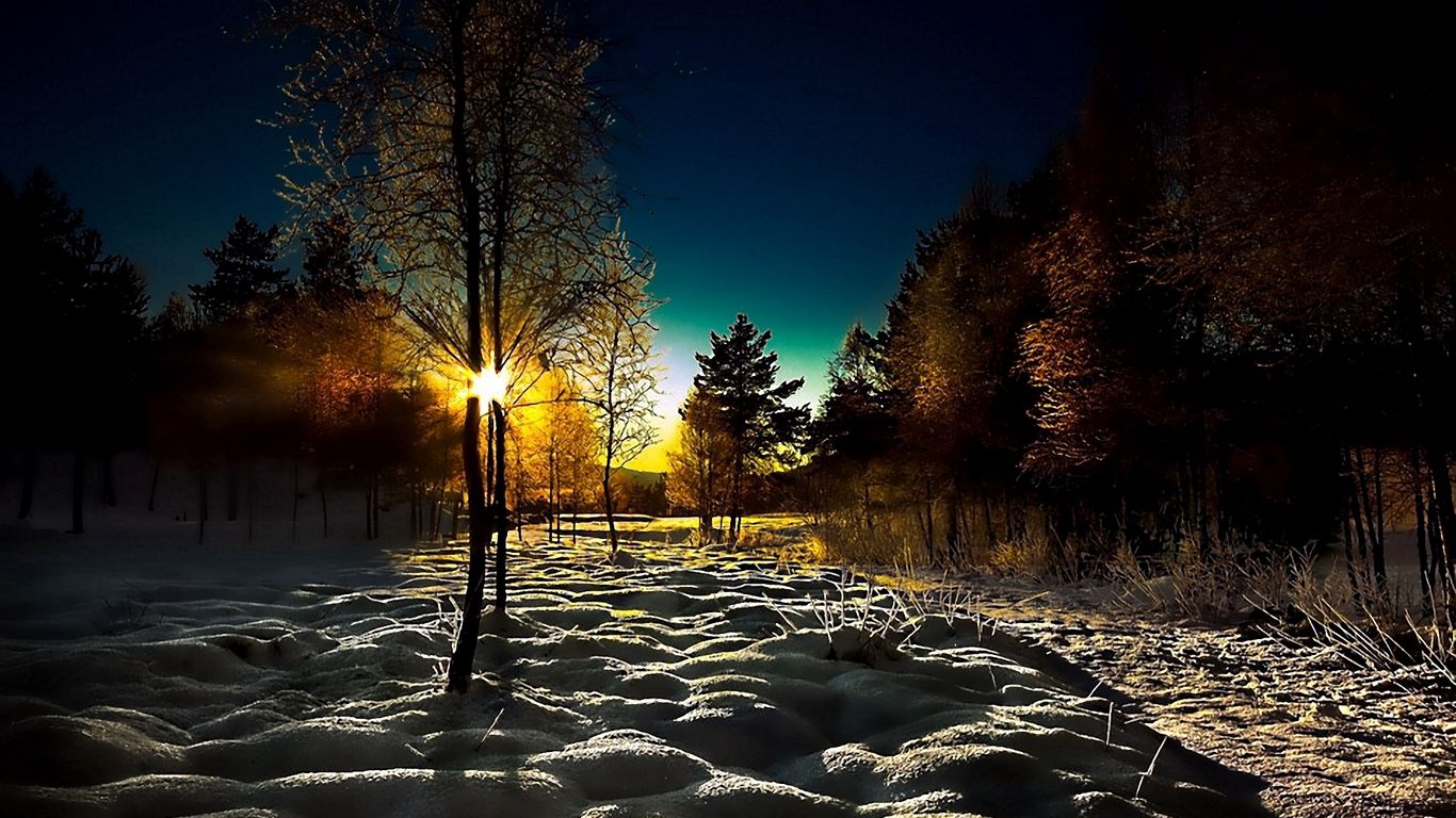 Download wallpaper 1366x768 winter, wood, young growth, dawn, morning, shadows, cover, snowdrifts tablet, laptop HD background
