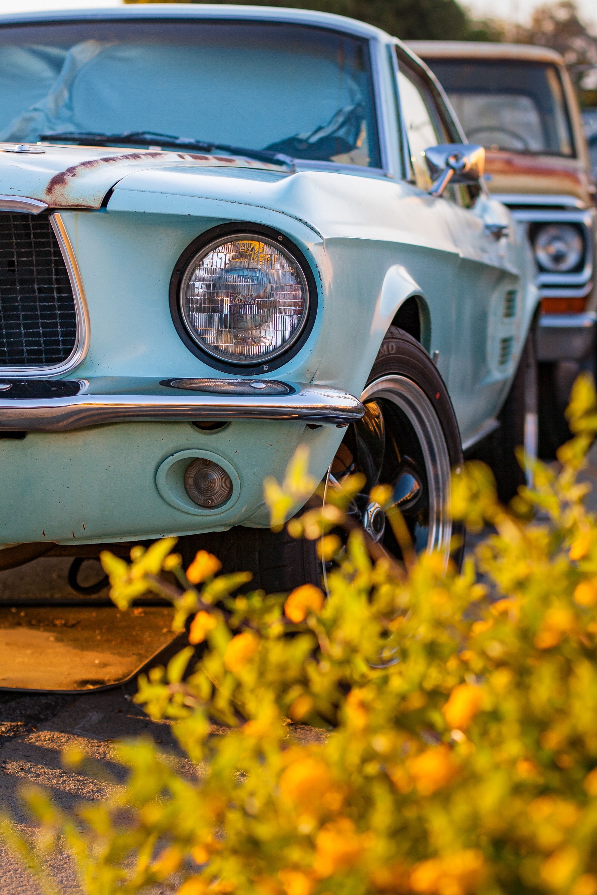 Ford Mustang Wall Art Photo Automotive Muscle Car Blue