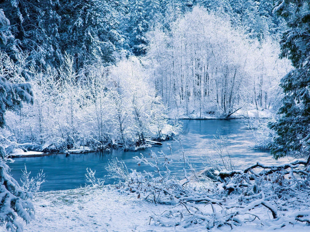 Icy winter forest Desktop wallpaper 1024x768