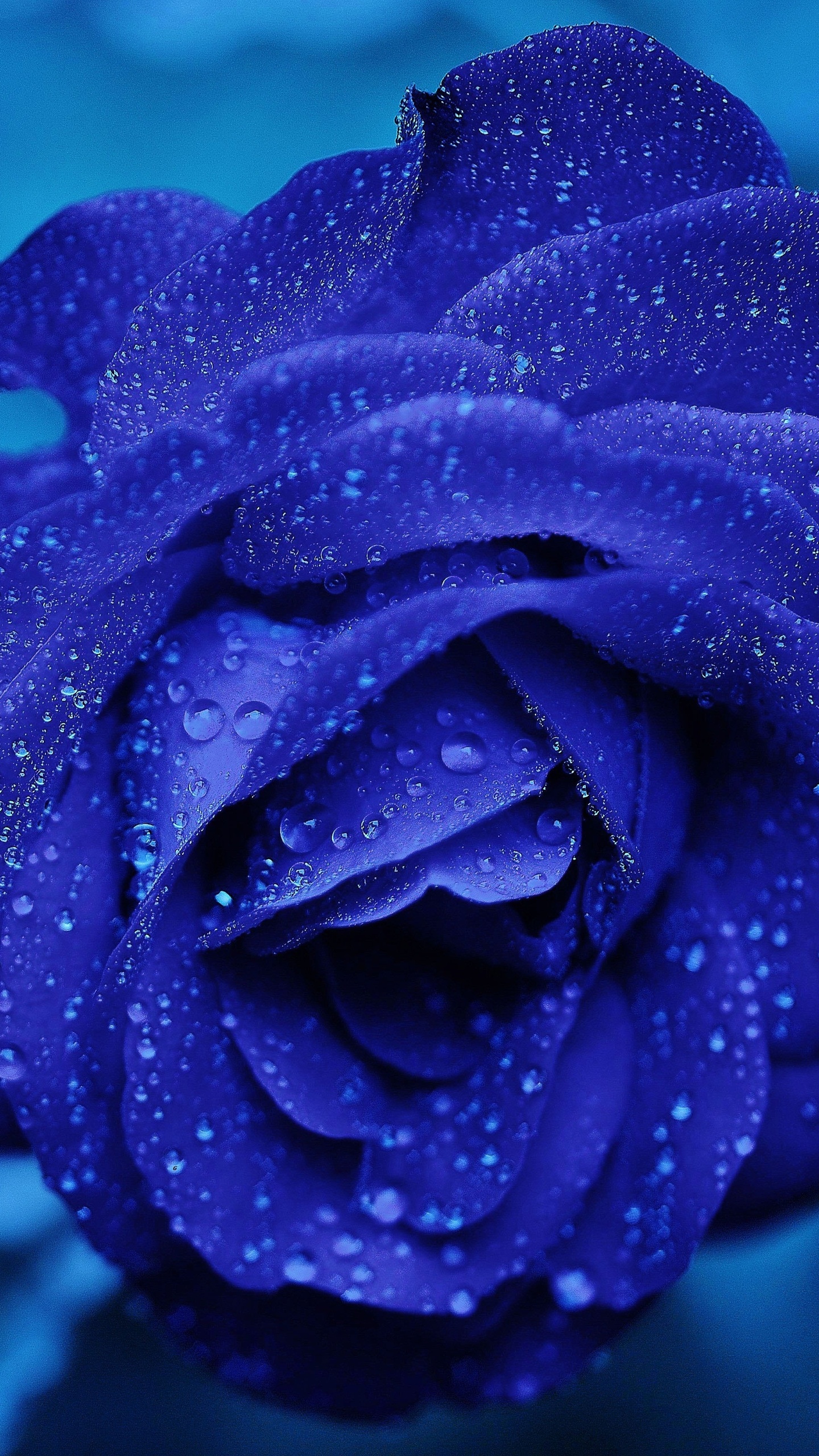 Blue Rose 4k Samsung Galaxy S6, S7 , Google Pixel XL , Nexus 6, 6P , LG G5 HD 4k Wallpaper, Image, Background, Photo and Picture