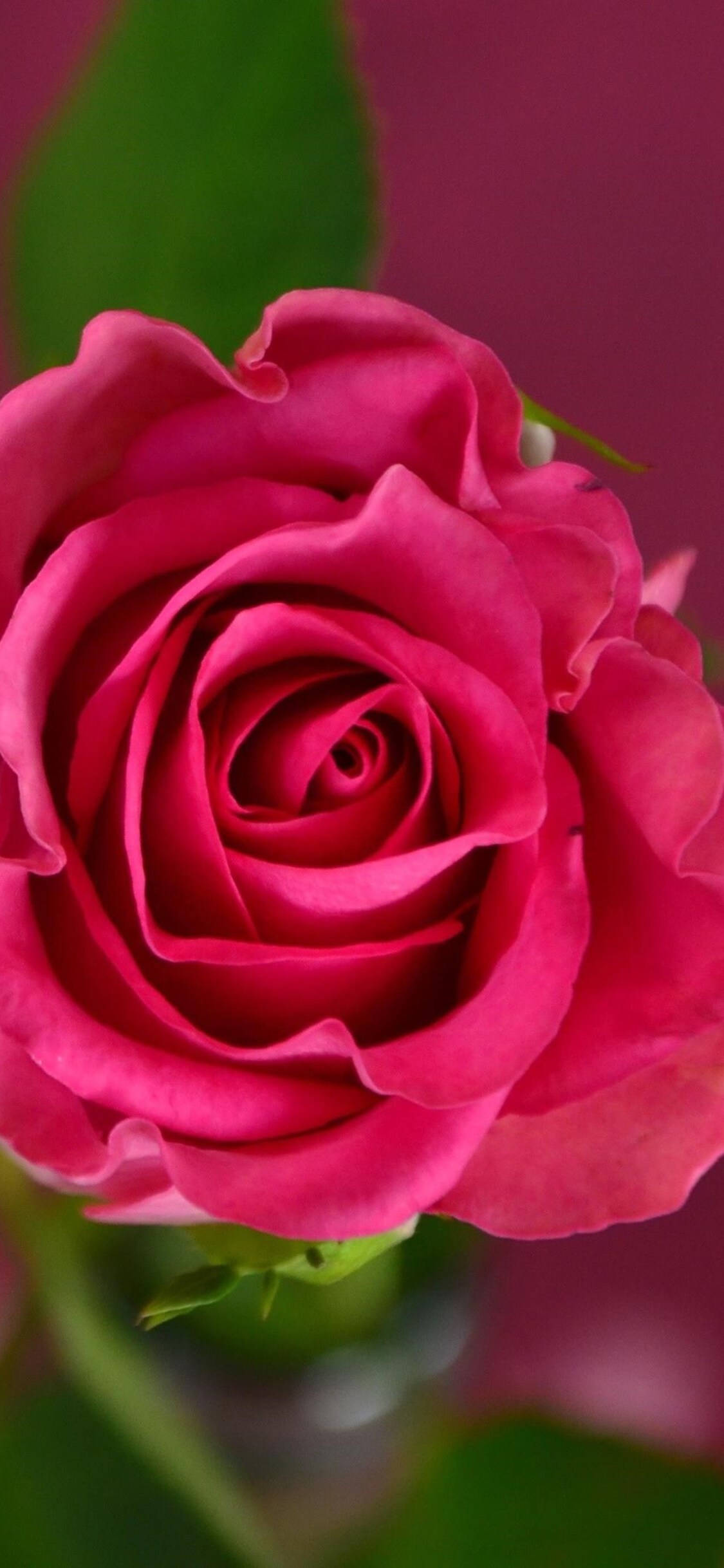 Rose 4k iPhone XS, iPhone 10, iPhone X HD 4k Wallpaper, Image, Background, Photo and Picture