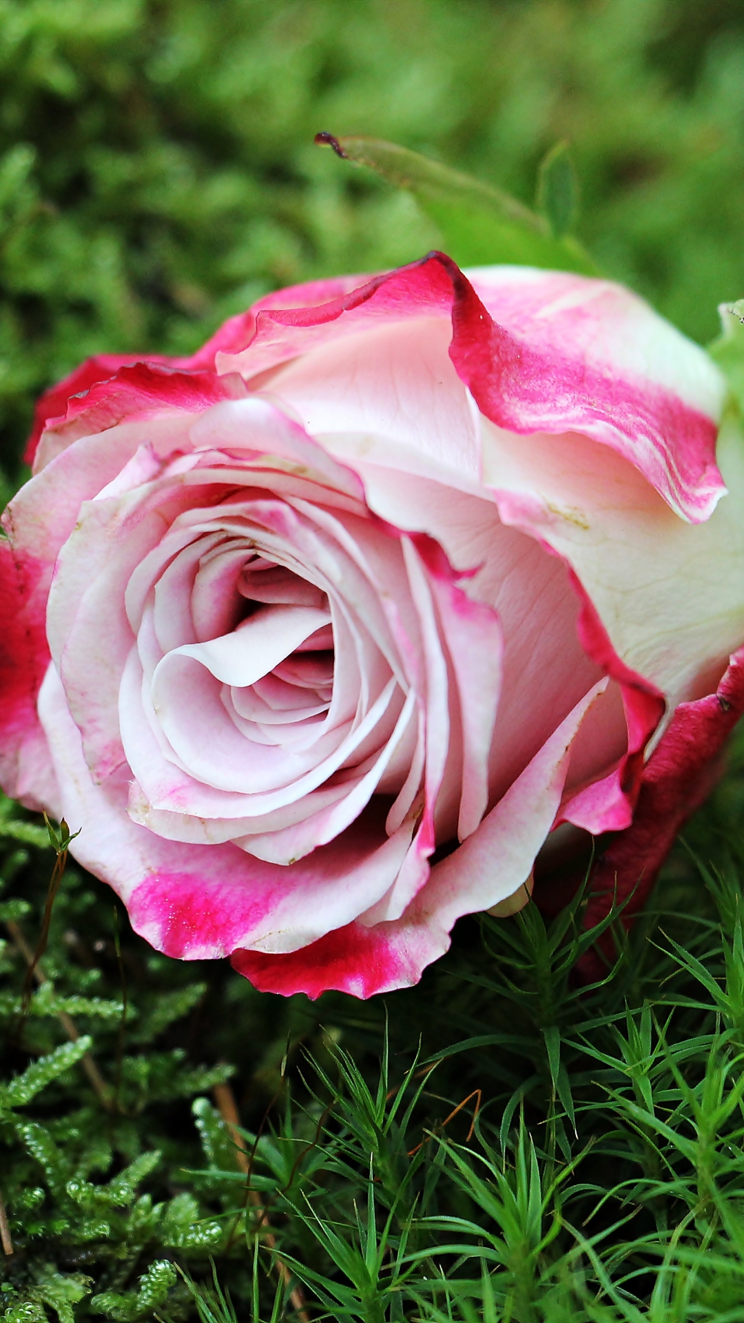 Rose Phone Wallpaper