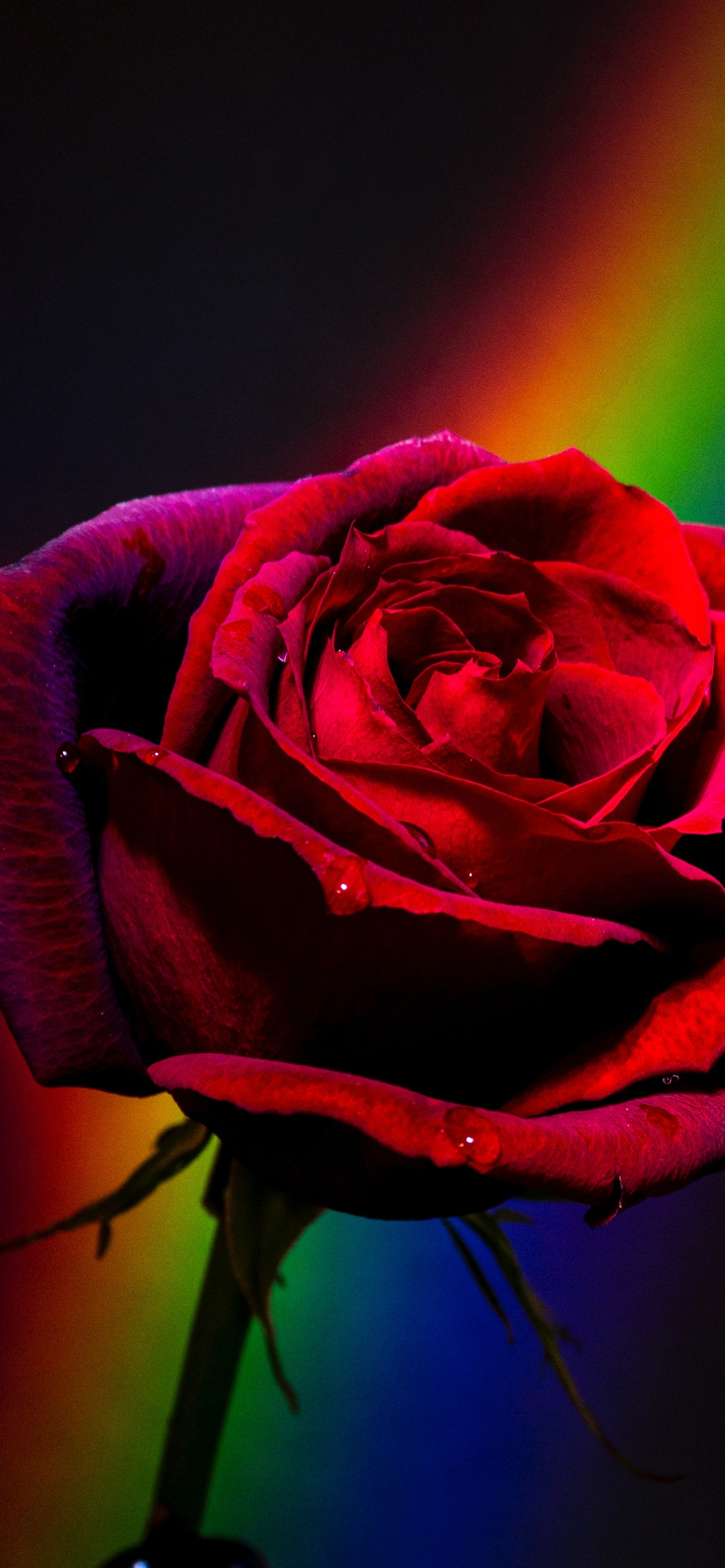 Red Rose Wallpaper 4K, Black background