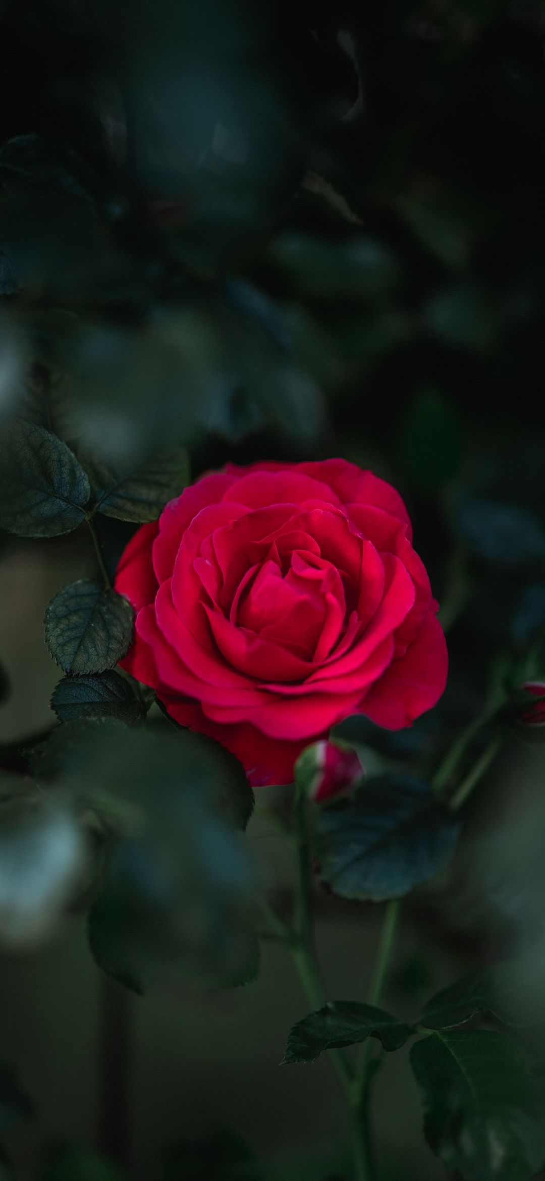 Update rose phone wallpaper latest