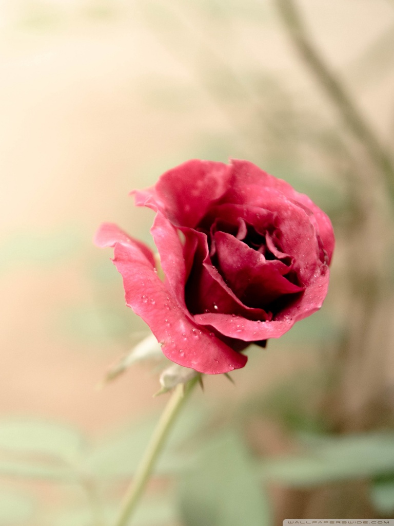 Rose Flower Ultra HD Desktop Background Wallpaper for 4K UHD TV, Widescreen & UltraWide Desktop & Laptop, Tablet