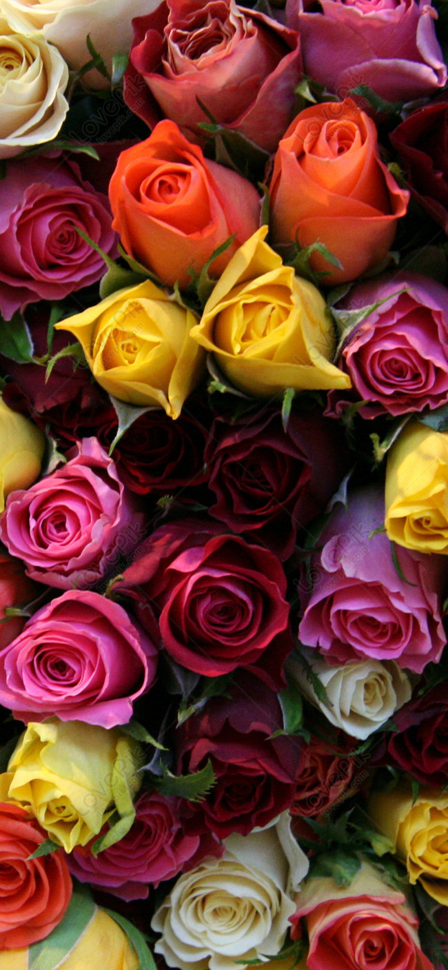 Rose Mobile Wallpaper Image Free Download