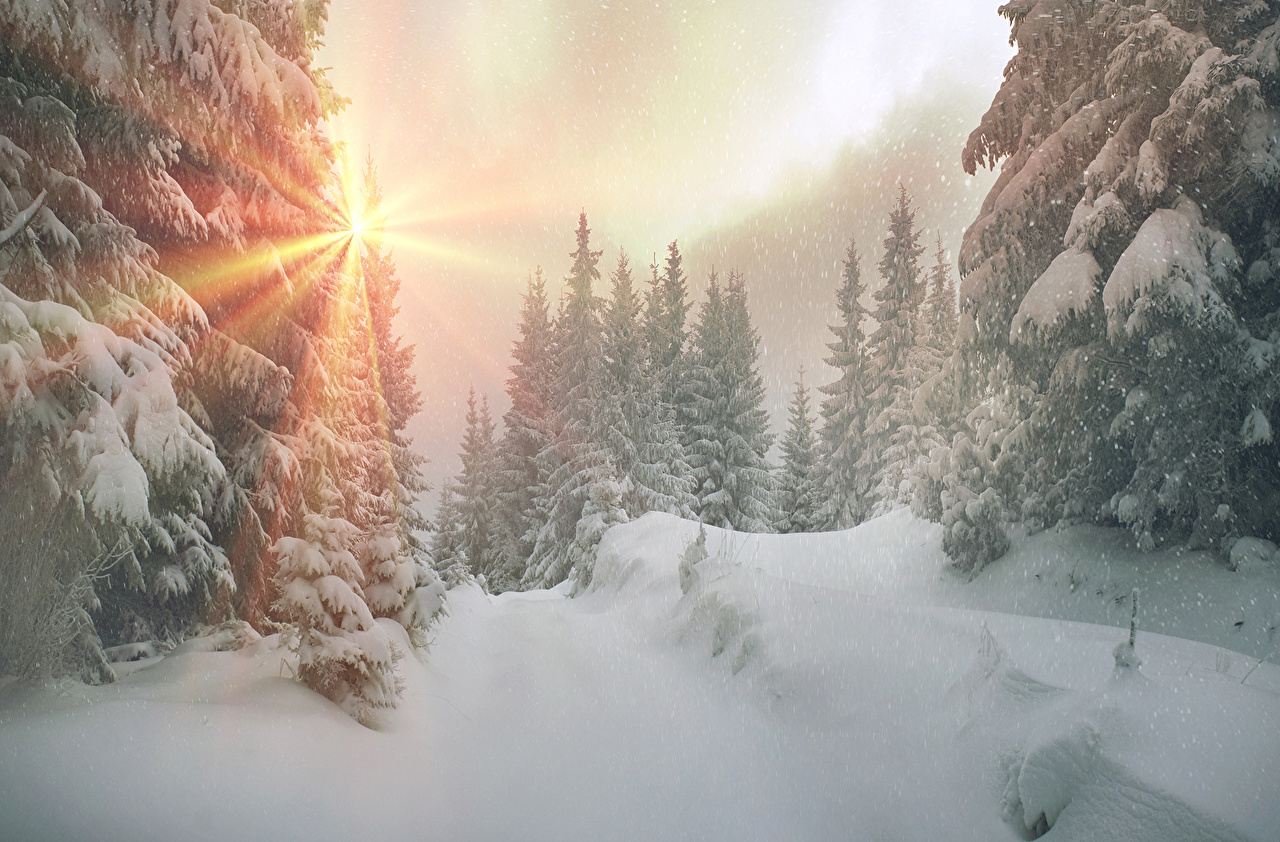 Photos Rays of light Zakarpattia Ukraine Winter Spruce Nature Snow