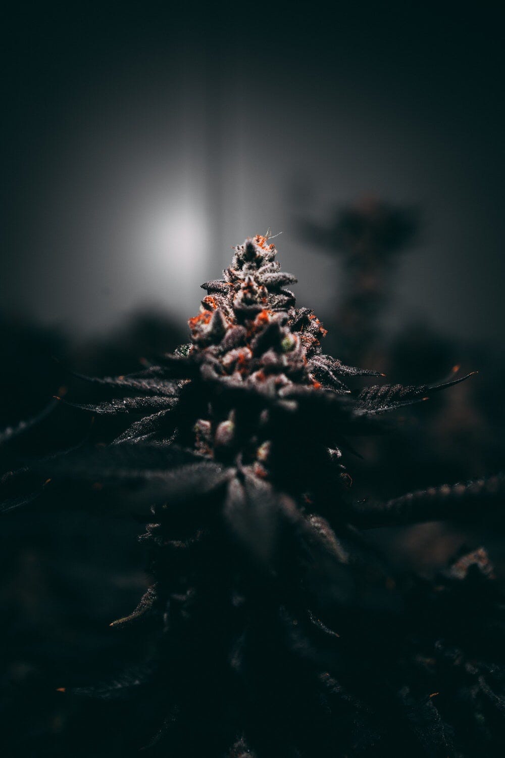 Is Cannabis a PED in MMA?!. As I began talking on The Finish. by The Martial Cannabist