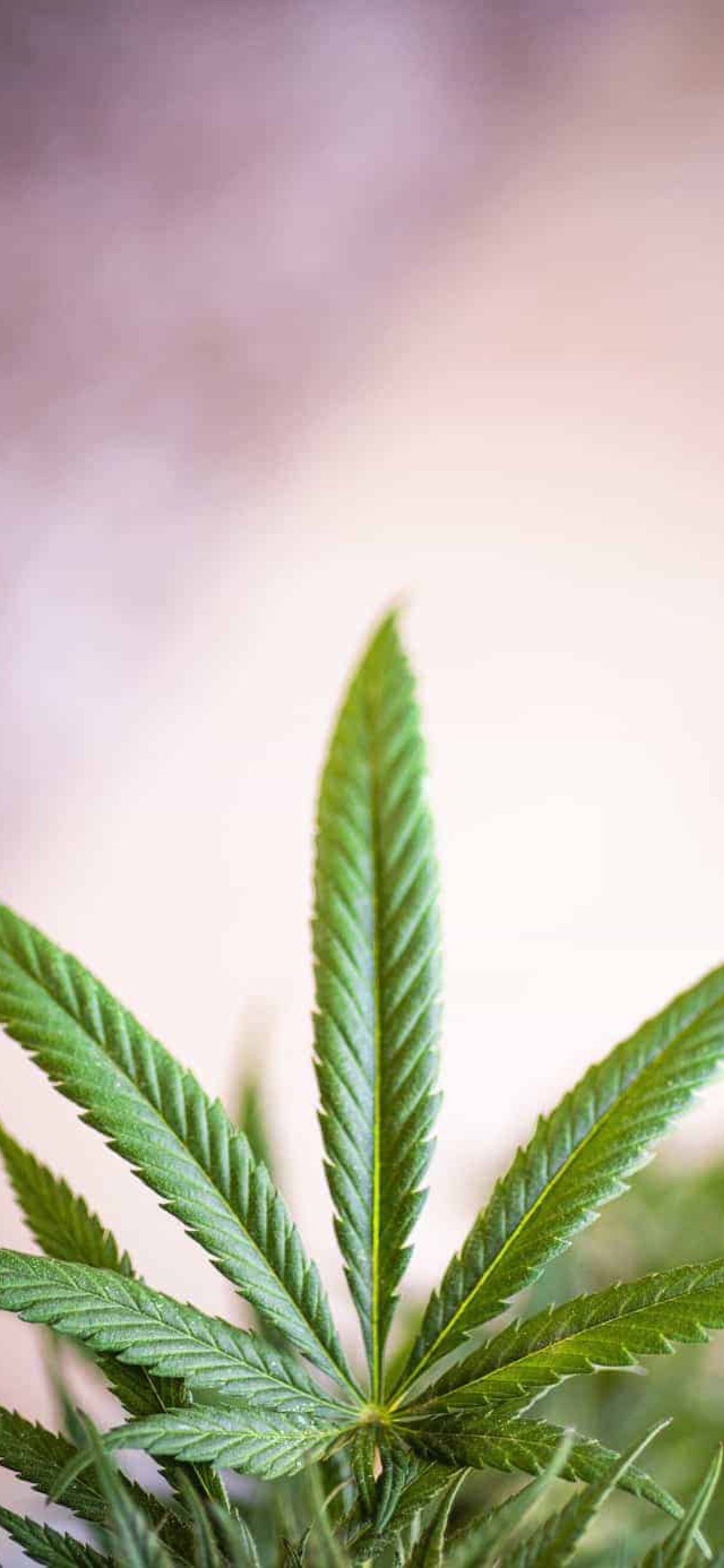 Best Weed iPhone Wallpaper [ HQ ]