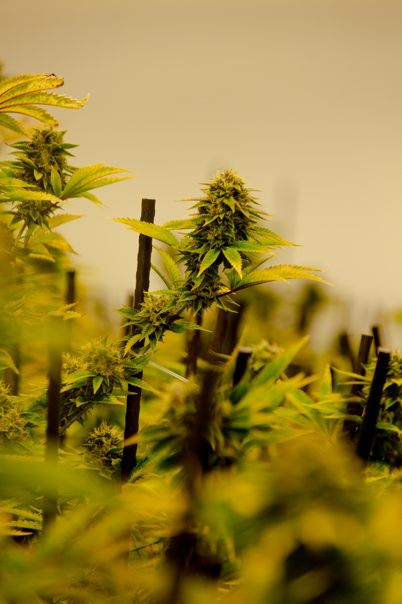 Gov. Lamont's cannabis bill passes out of Judiciary Committee, but not without changes