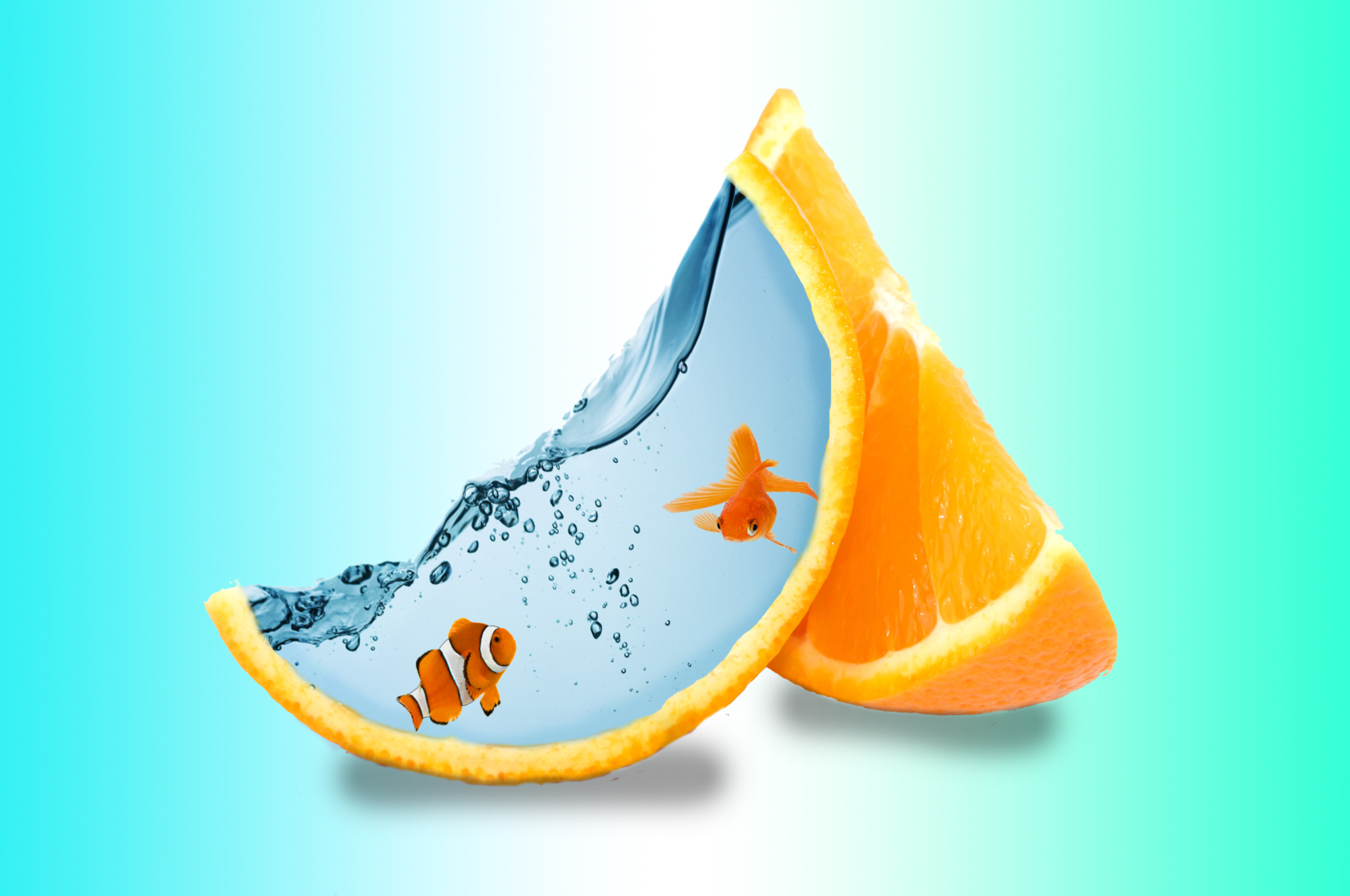 Fish Creative Art Chromebook Pixel HD 4k Wallpaper, Image, Background, Photo and Picture