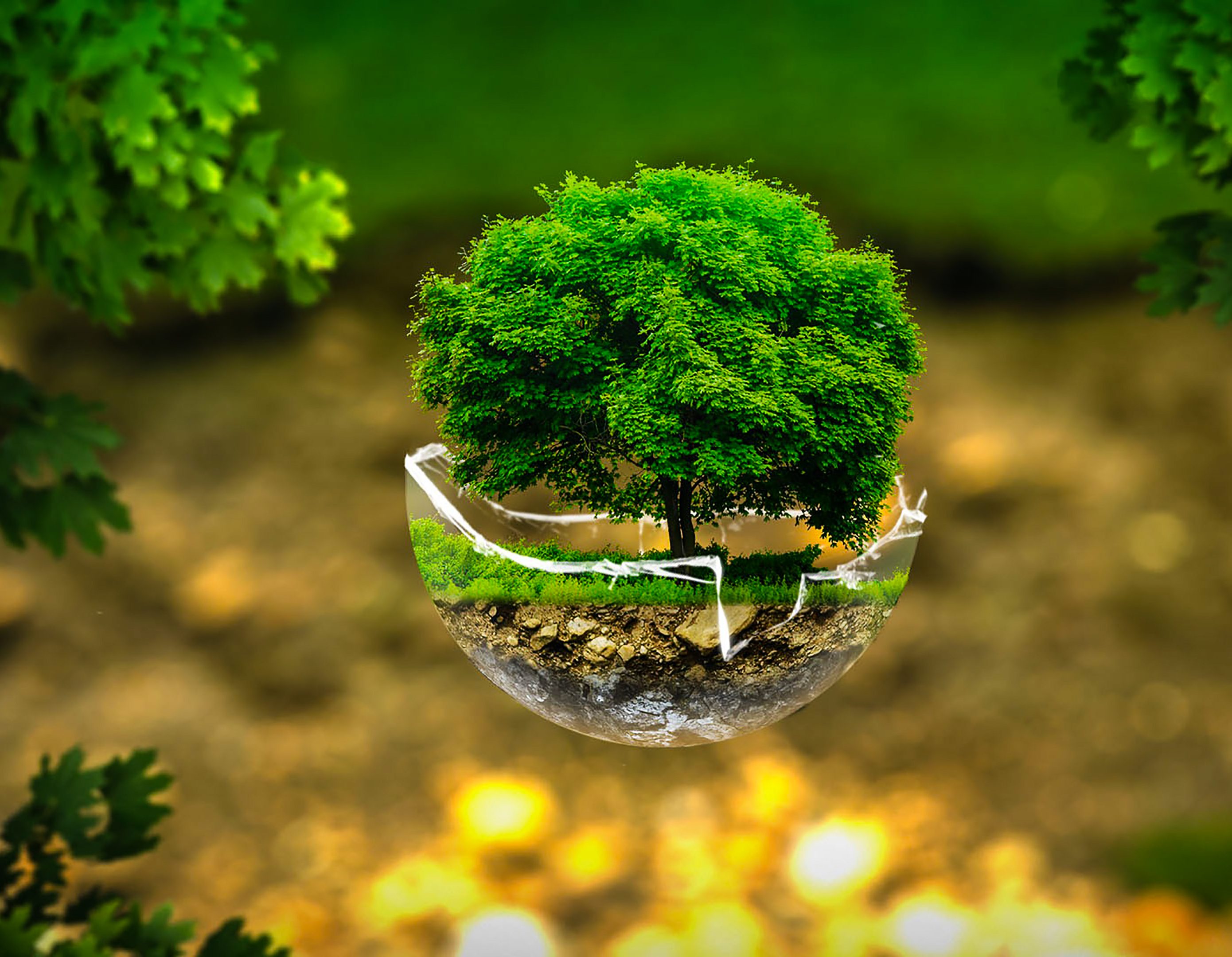Tree Environment Green Creative 4K Wallpaper