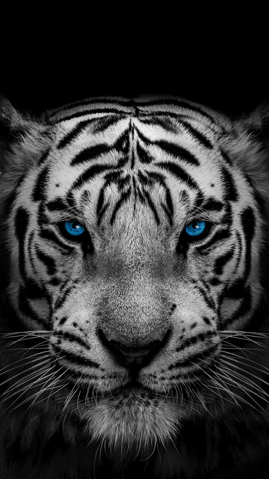 White Tiger IPhone Wallpaper Wallpaper, iPhone Wallpaper. Tiger wallpaper, Tiger sketch, Jaguar animal