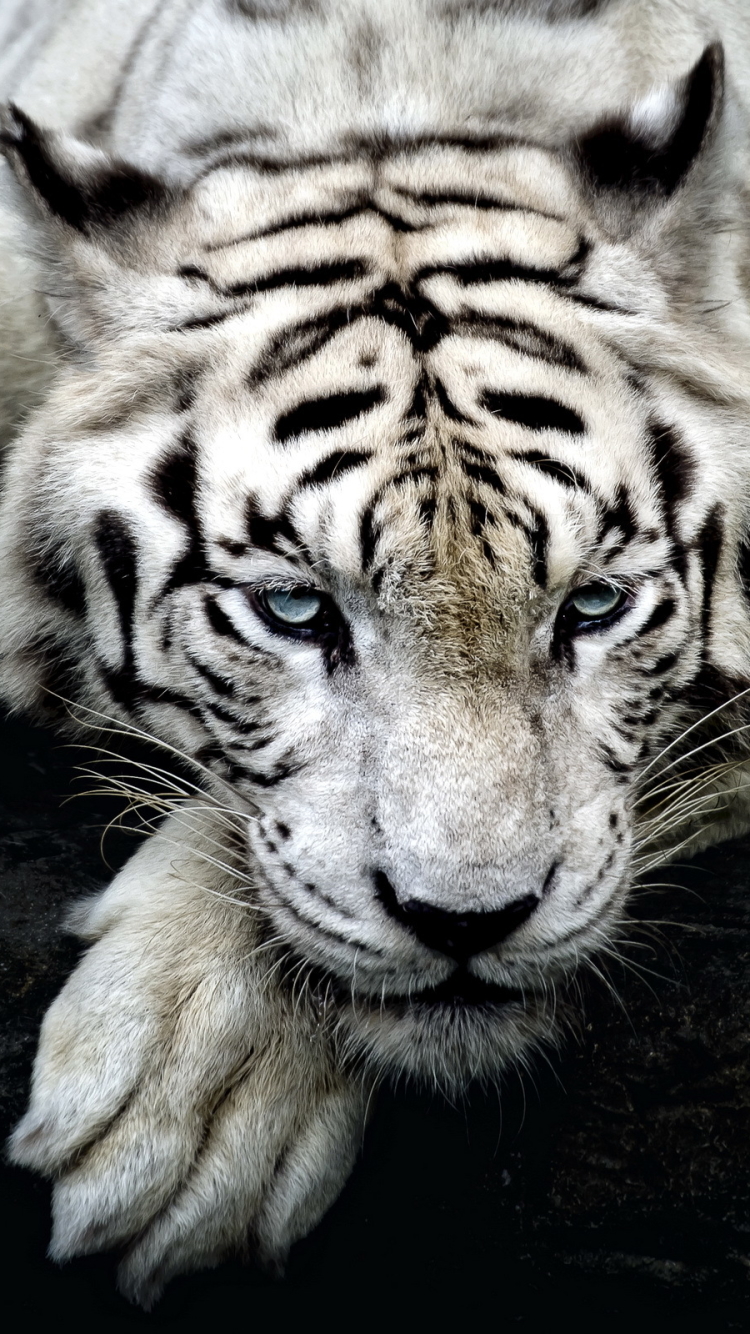 Download Animal White Tiger Phone Wallpaper