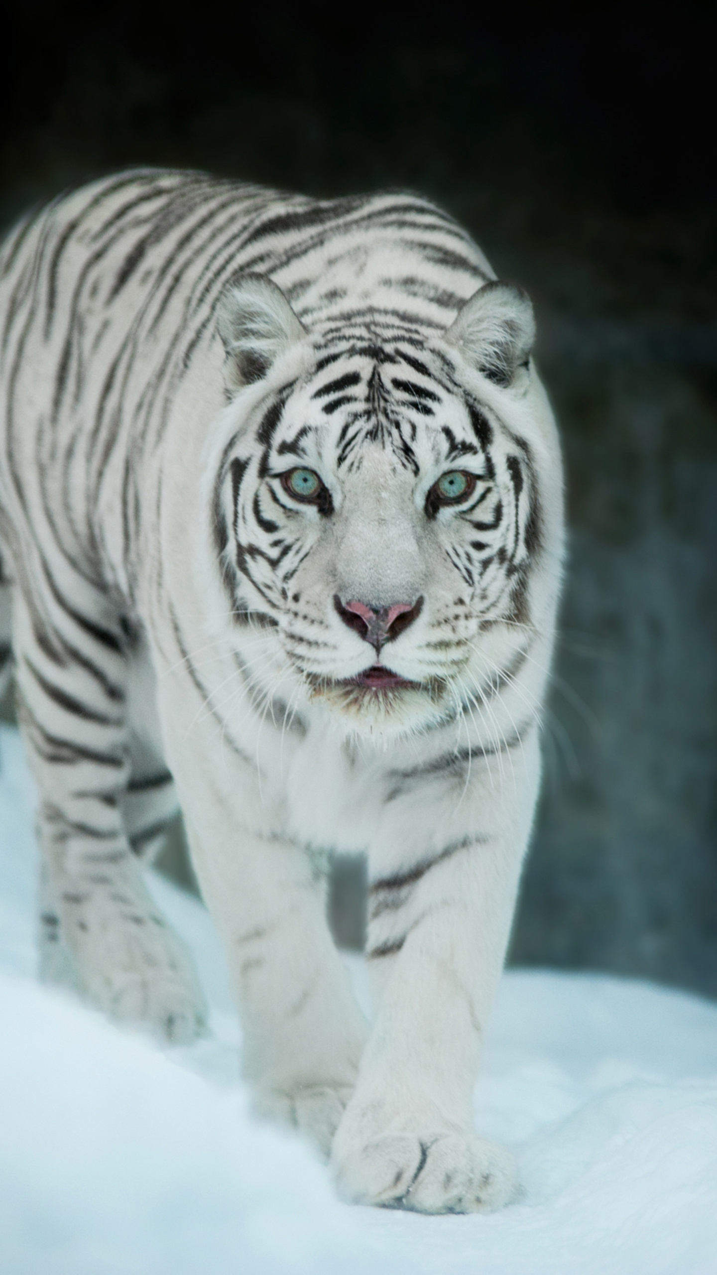 White Tiger In Snow Samsung Galaxy S6, S7 , Google Pixel XL , Nexus 6, 6P , LG G5 HD 4k Wallpaper, Image, Background, Photo and Picture