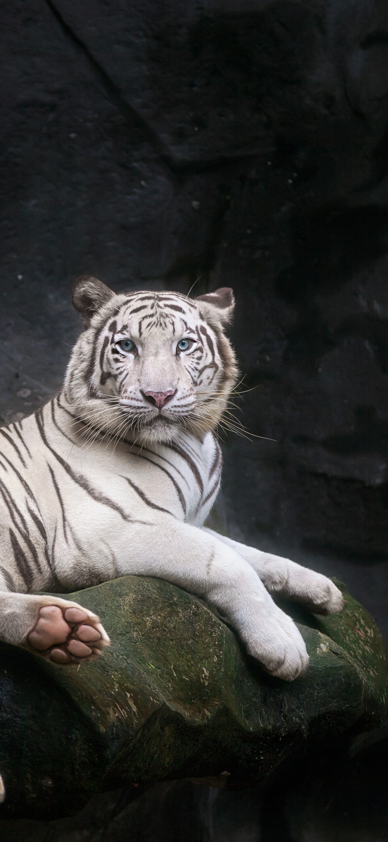 White Bengal Tiger Wallpaper 4K, 5K, Zoo, Cave, White tiger, Wild
