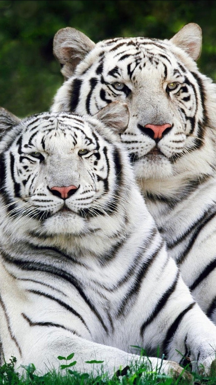 White Tiger Phone Wallpaper