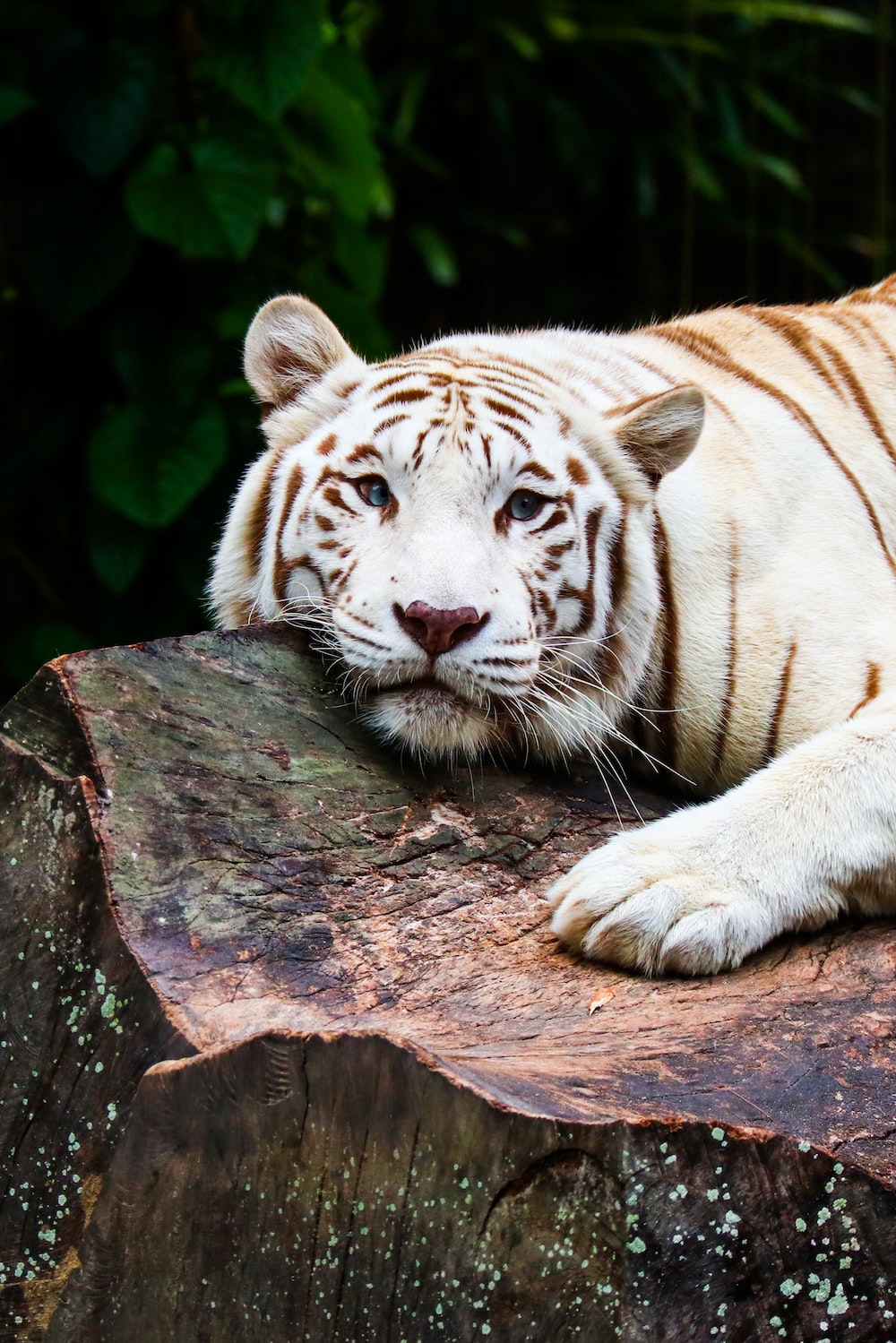 White Tiger Picture [HD]. Download Free Image